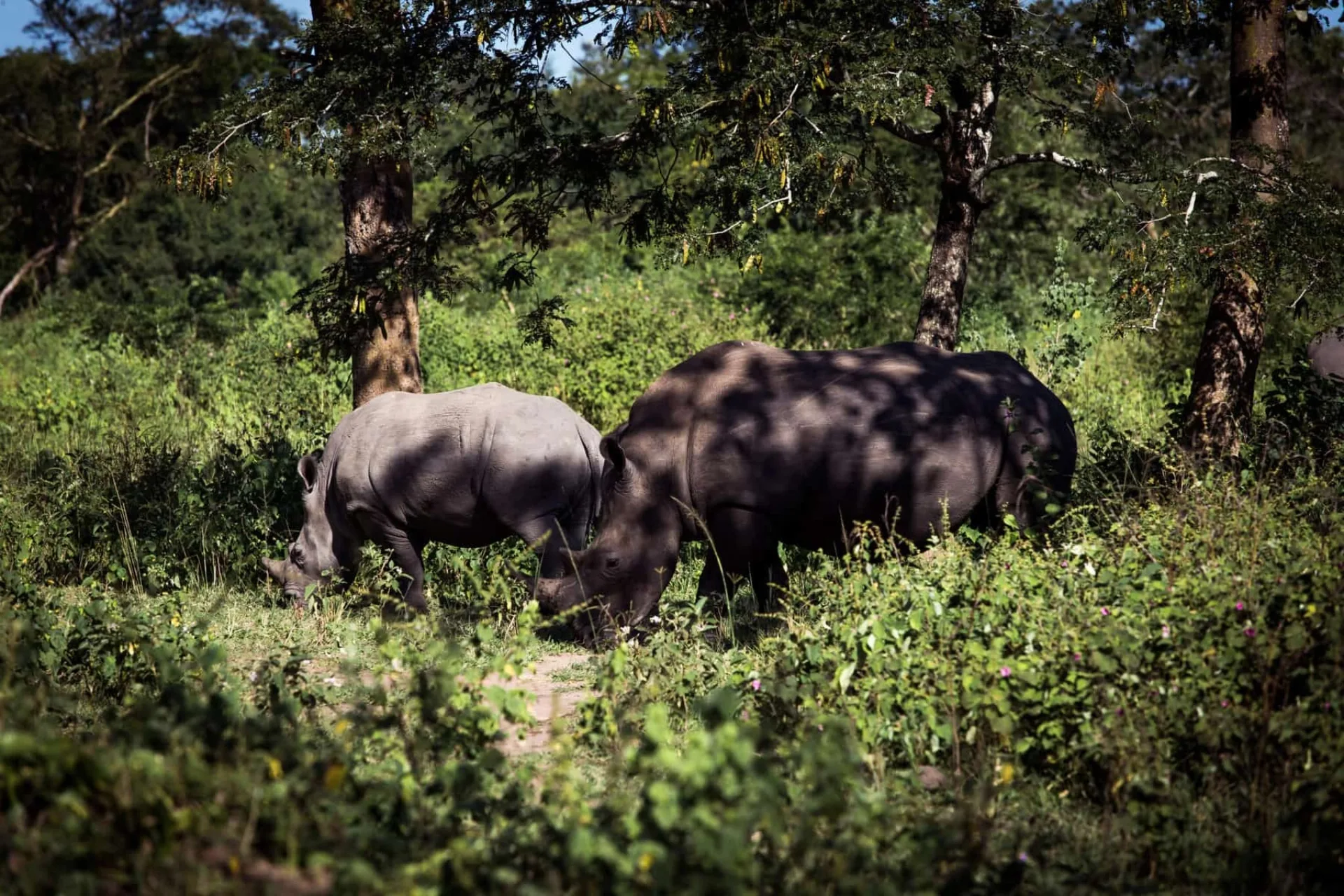 Safari Ouganda prix par jour : conseils complet