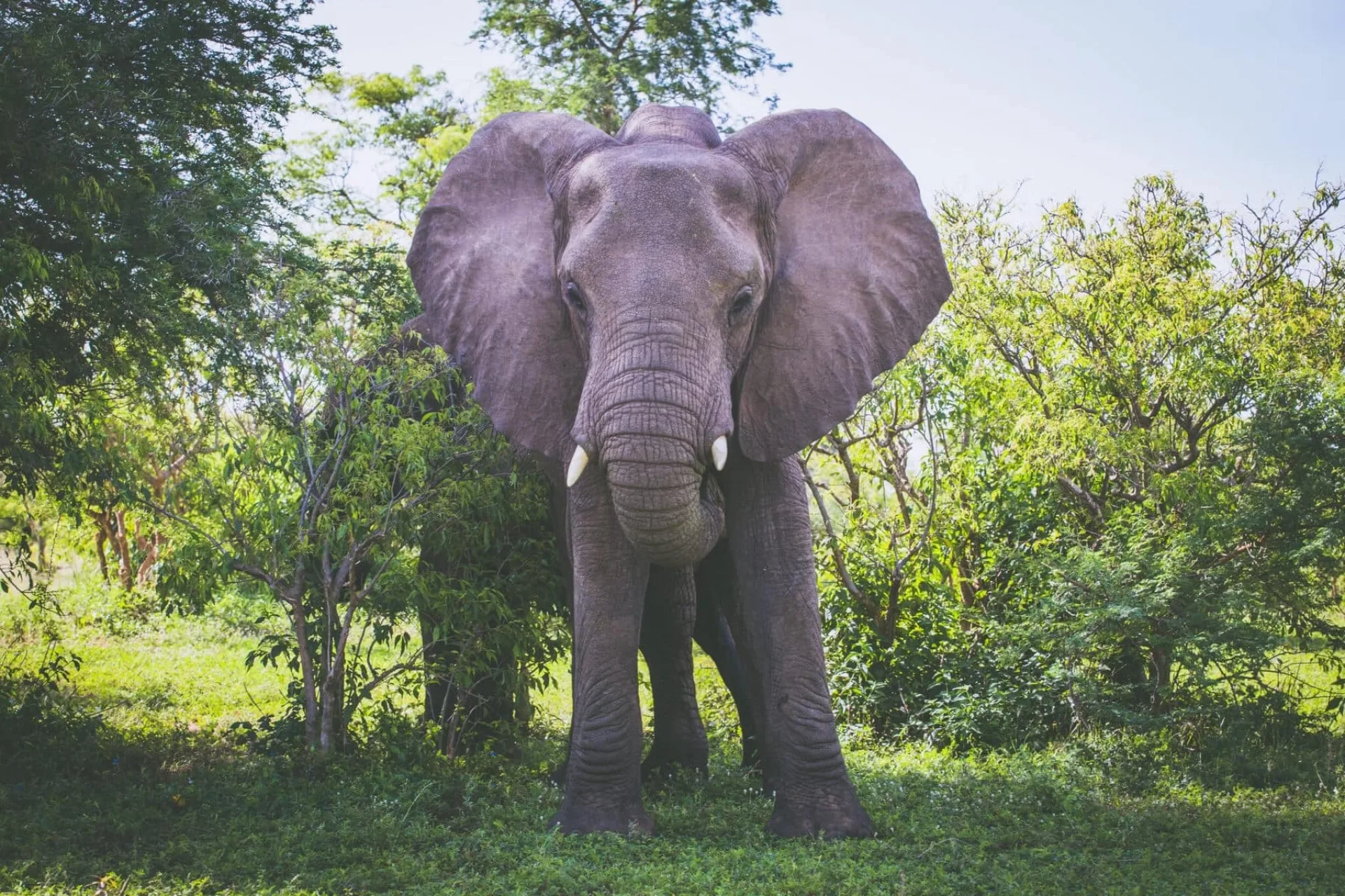 Safari Ouganda saison sèche : conseils et organisation