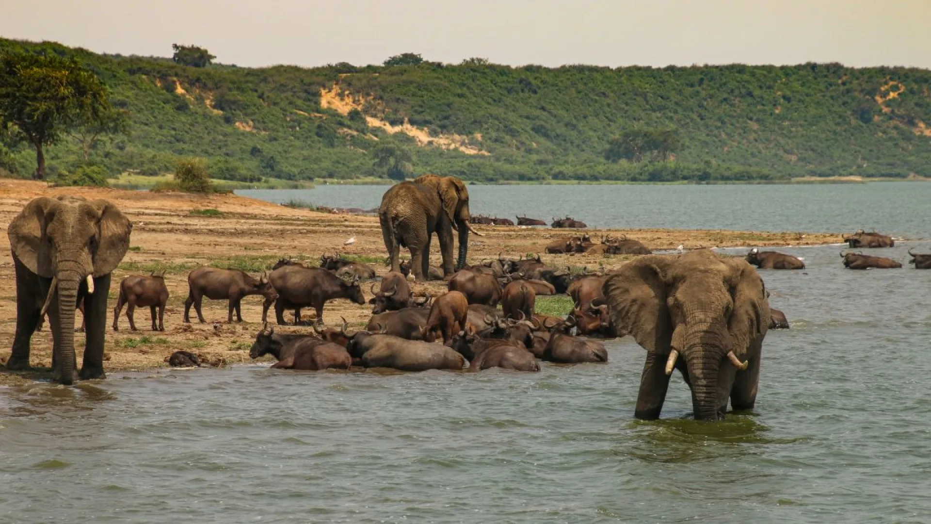 Safari Ouganda vacances scolaires : conseils et organisation