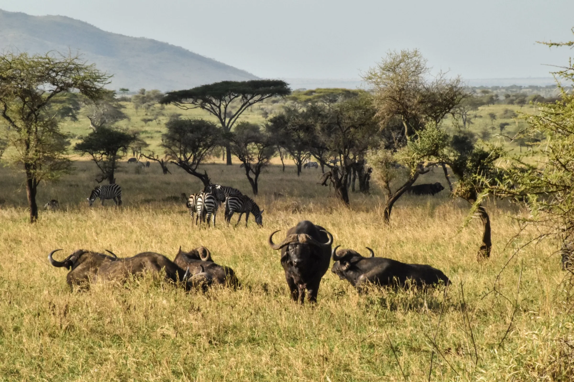 Safari Tanzanie 15 jours : itinéraire et prix