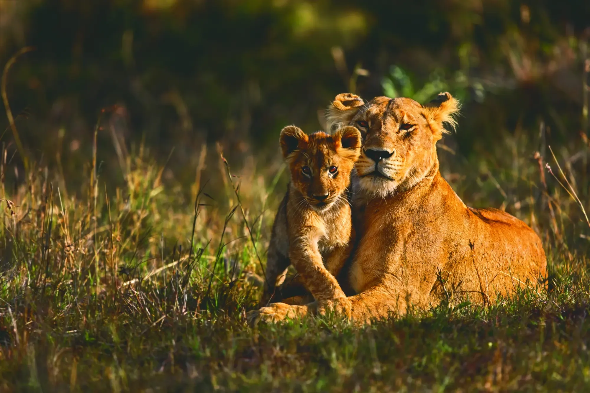 Safari Tanzanie 21 jours : itinéraire et prix