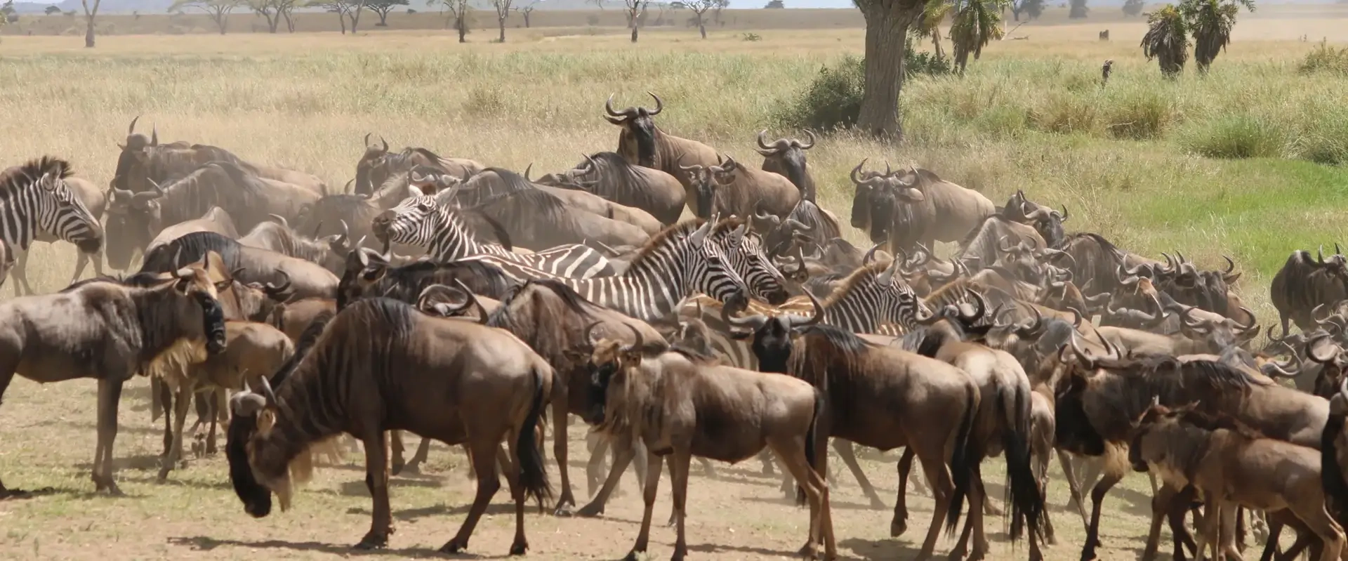 Safari Tanzanie 7 jours : itinéraire et prix