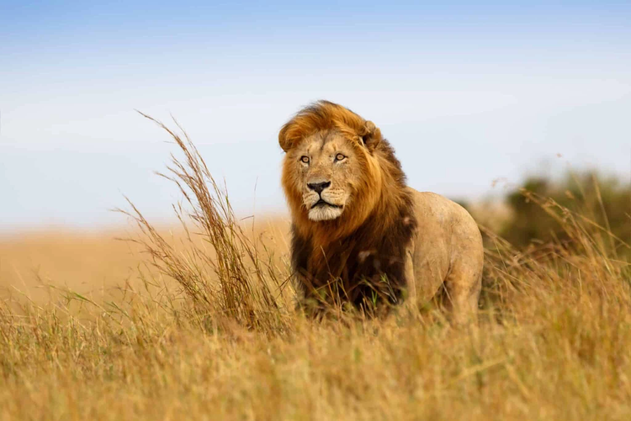 Safari Tanzanie Big Five : conseils et organisation