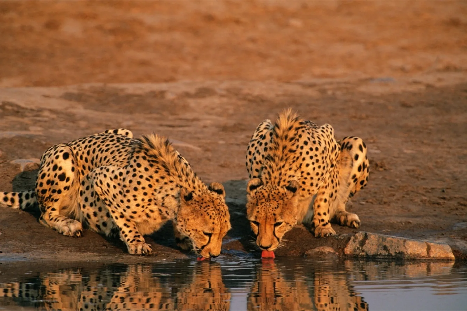 Safari Tanzanie en juillet : météo, migration et prix