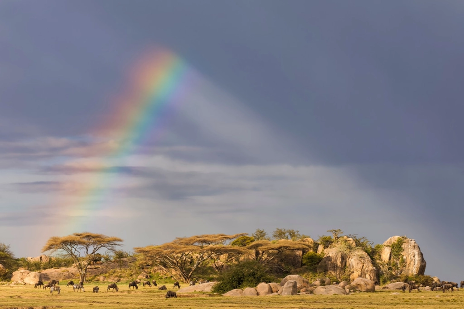 Safari Tanzanie en mai : le mois méconnu de la saison verte
