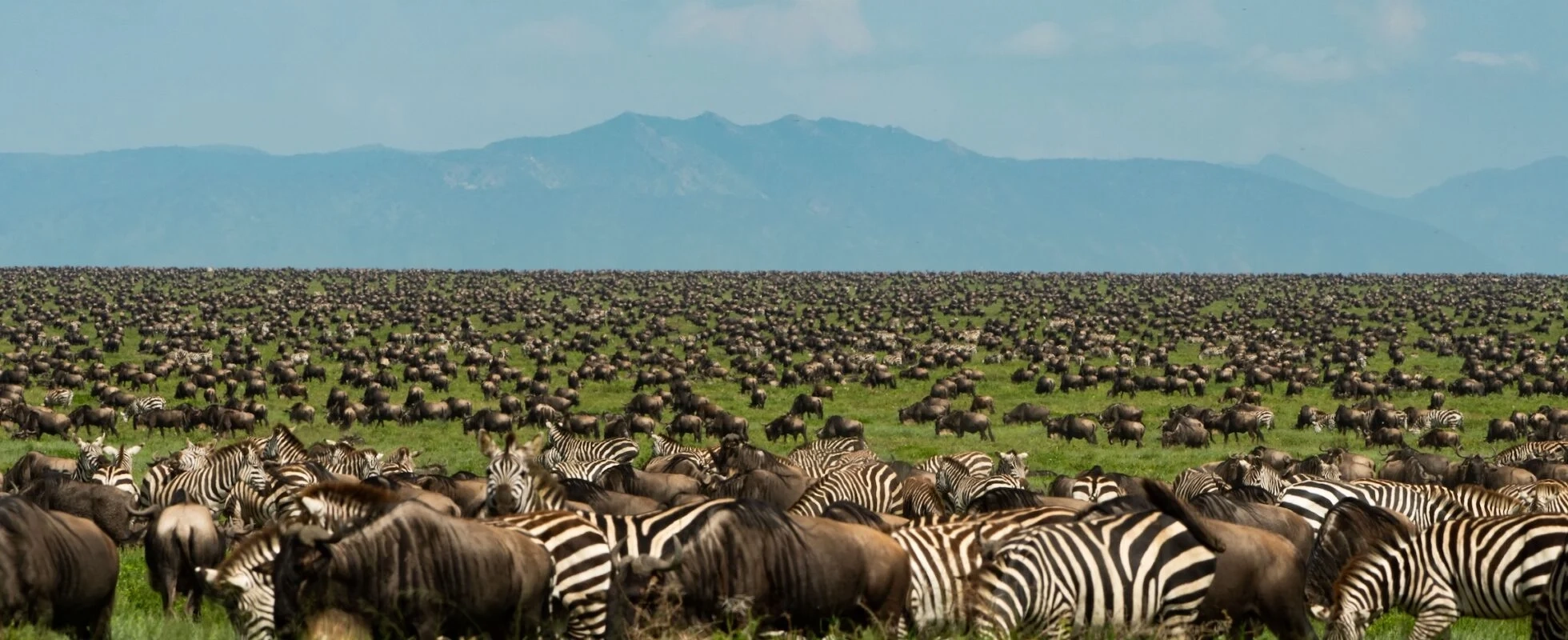 Safari Tanzanie Noël : conseils et organisation