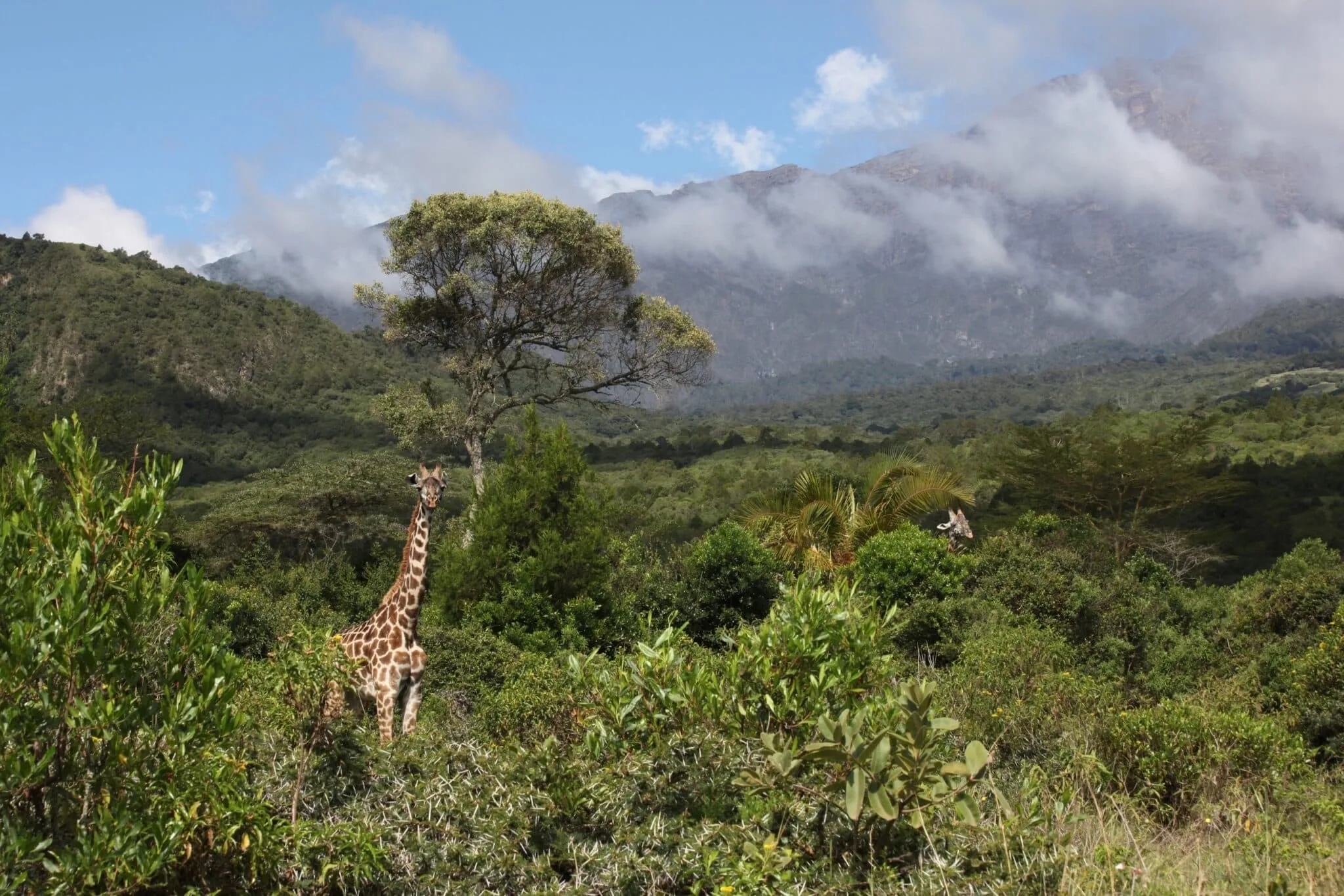 Safari Tanzanie saison des pluies : conseils et organisation