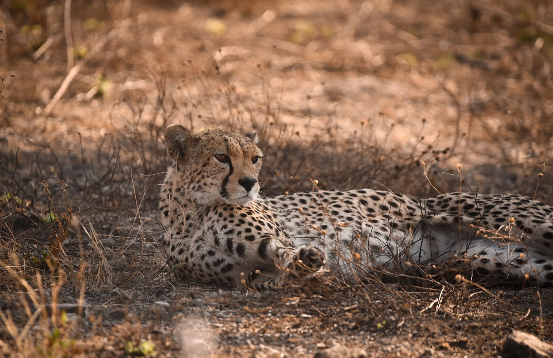 Safari Tanzanie saison sèche : conseils et organisation