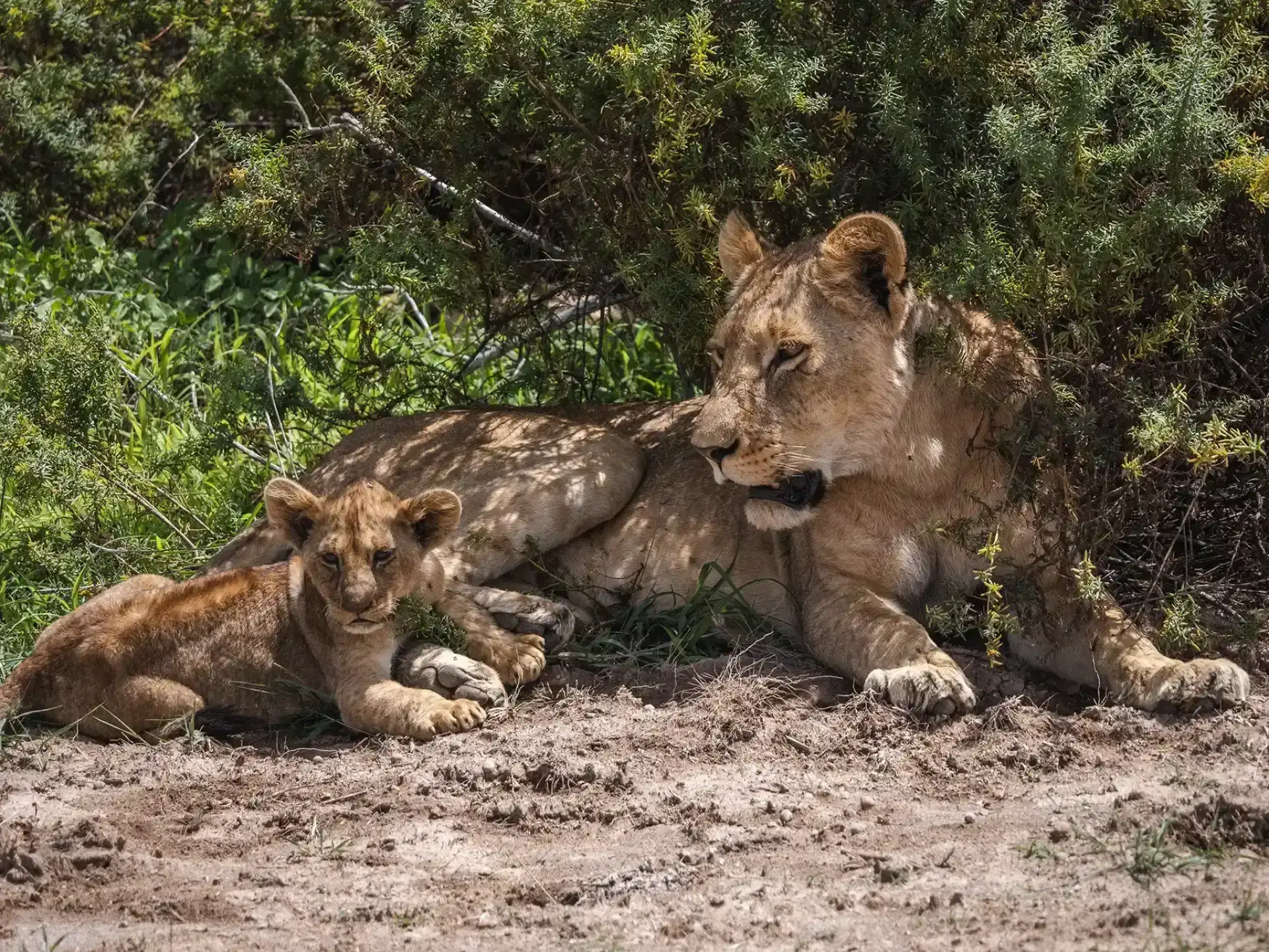 Safari Uganda vs Kenia Kosten