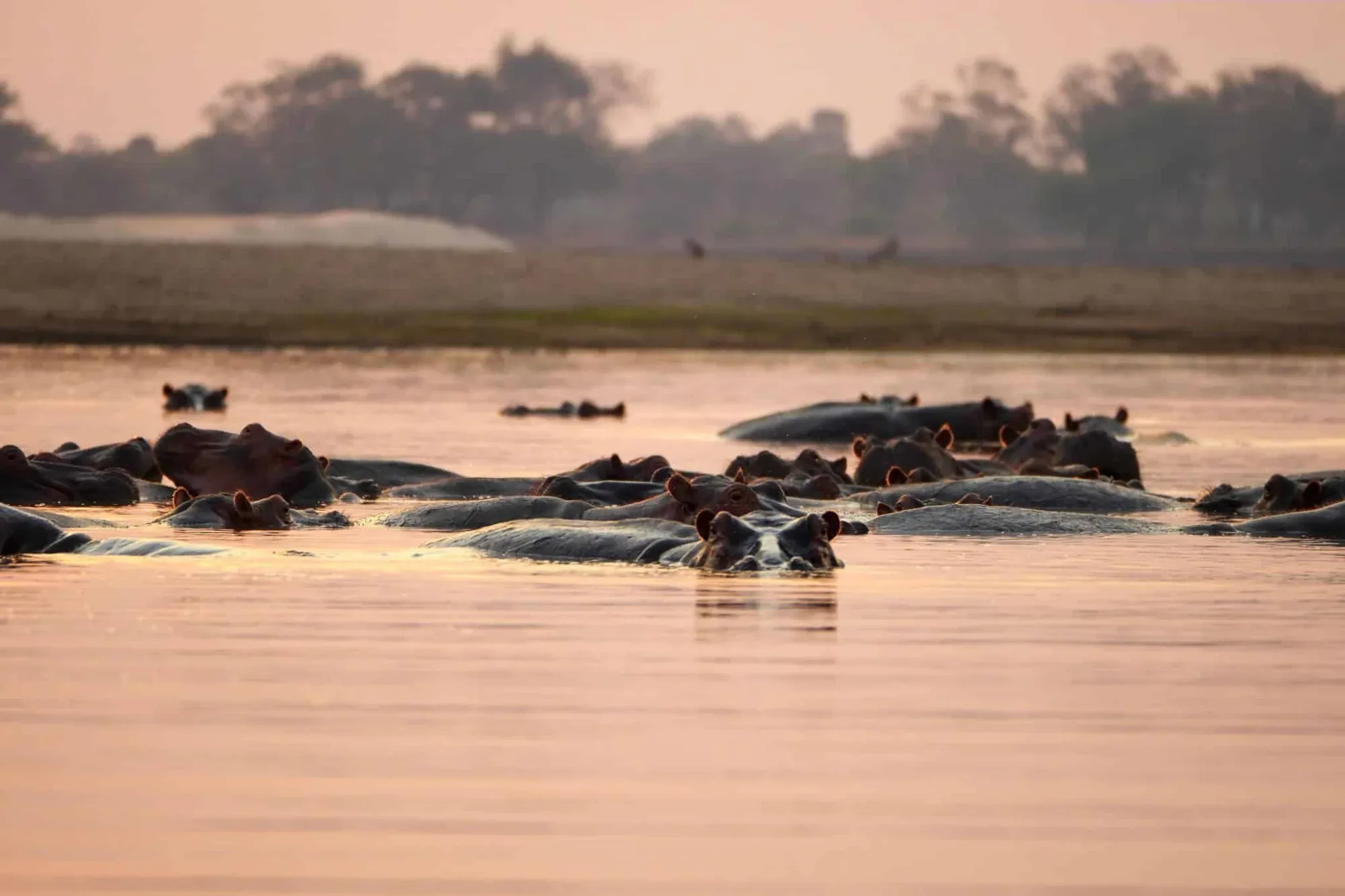Safari und Strand in Kenia