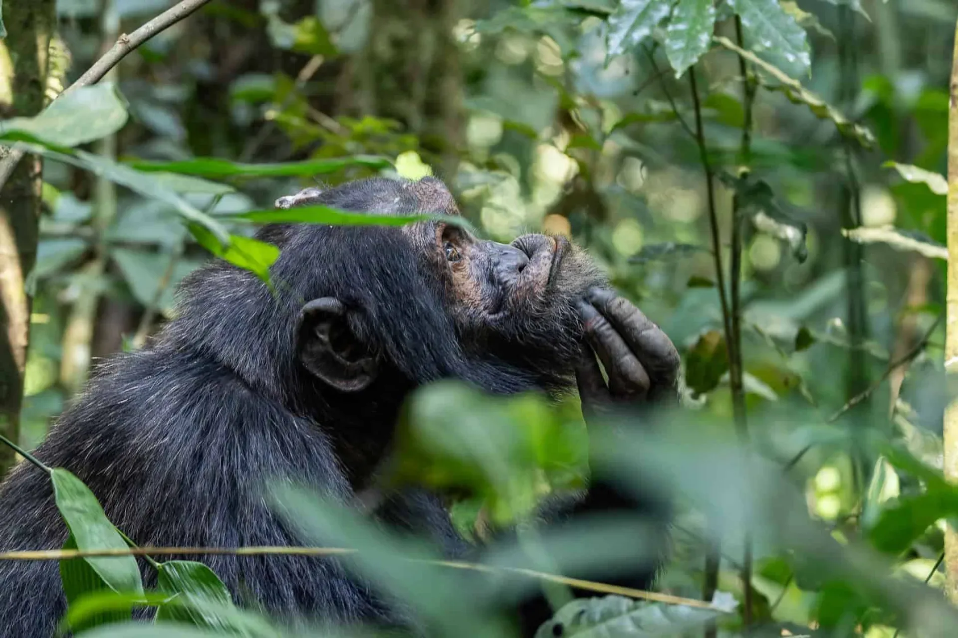 Schimpansen Trekking Kibale: Kosten, Permit & beste Reisezeit