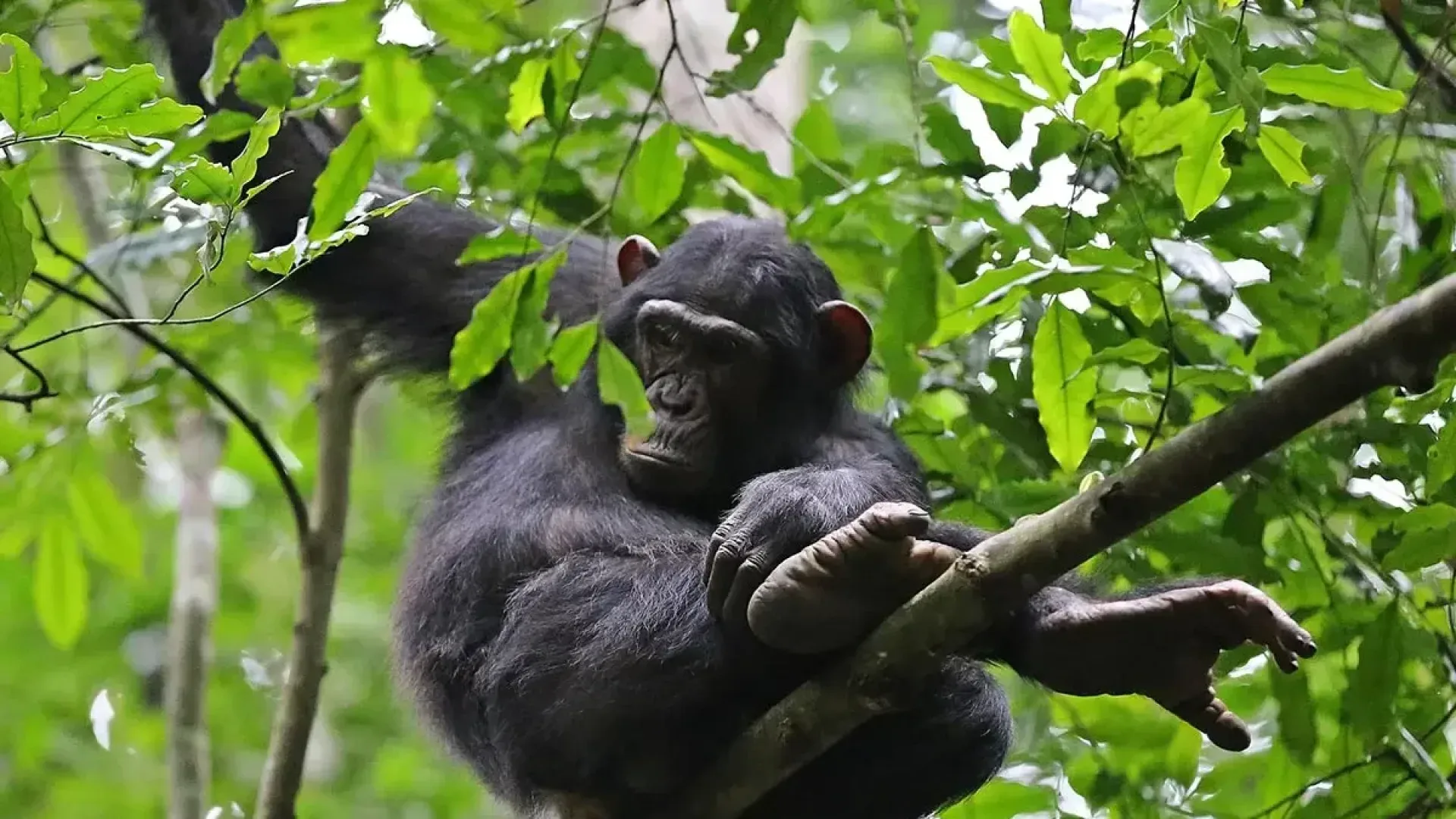 Schimpansen Trekking Kibale vs Budongo