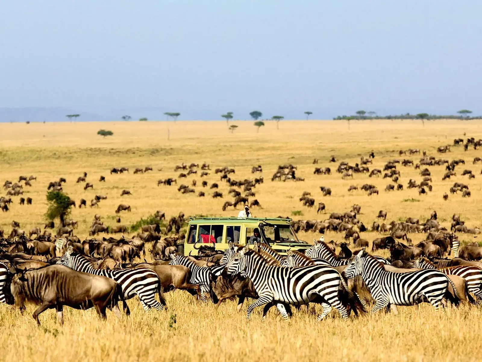 Serengeti