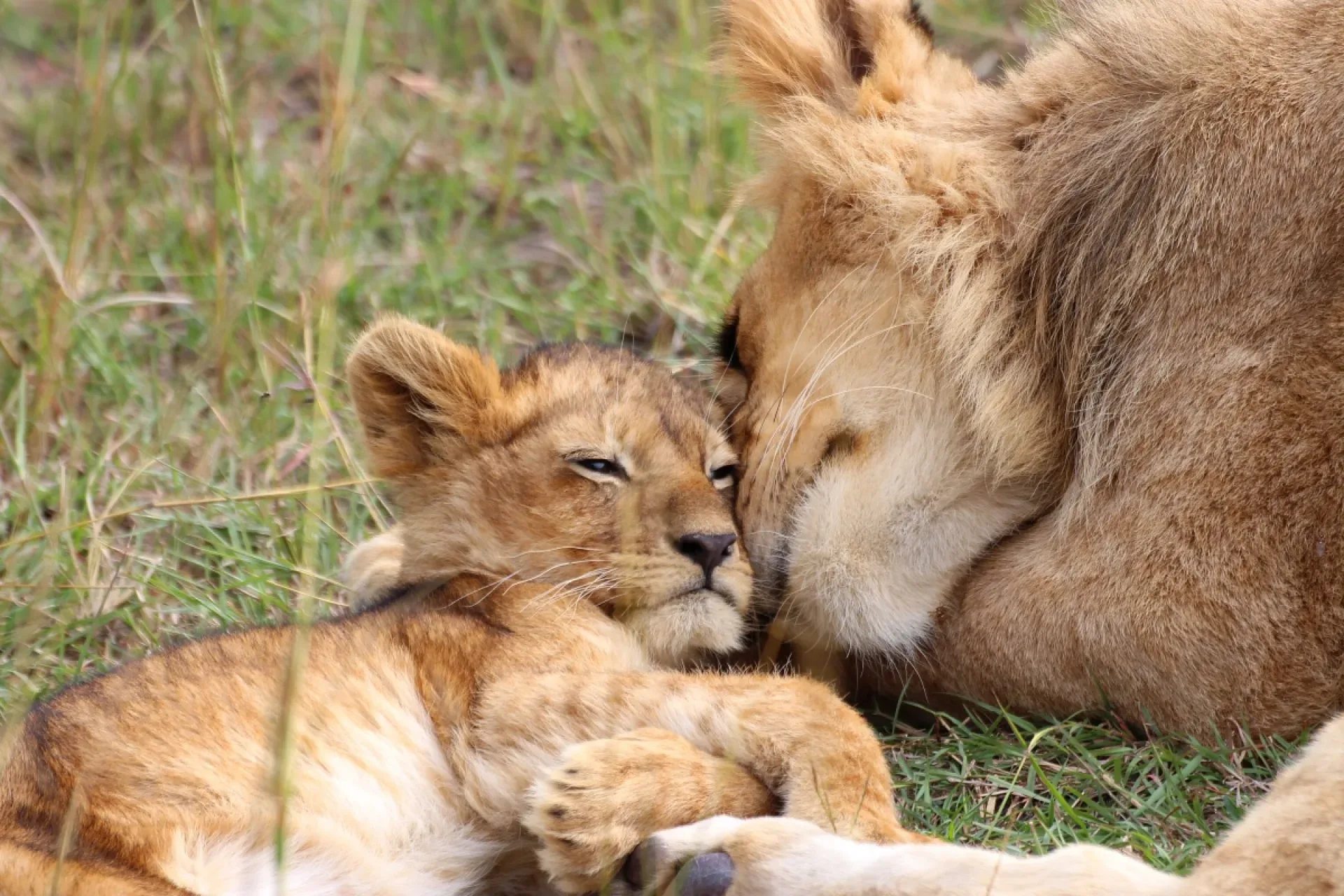 Serengeti oder Masai Mara?