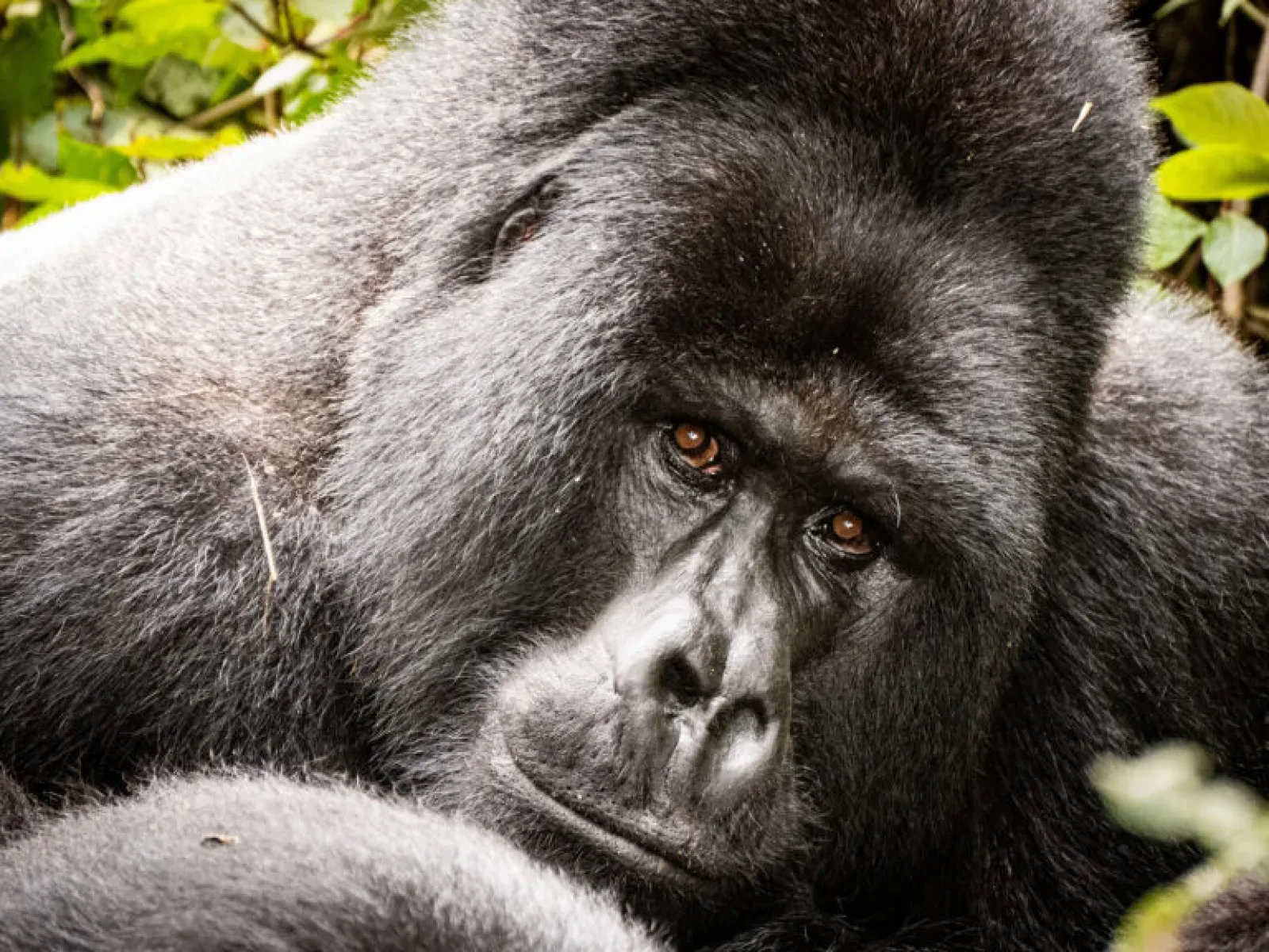 Sind Gorillas bei Regen weniger beeindruckend