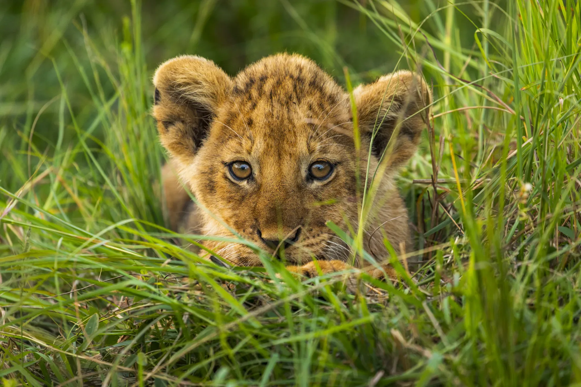 Sollte man eine Selbstfahrer-Safari in der Regenzeit machen