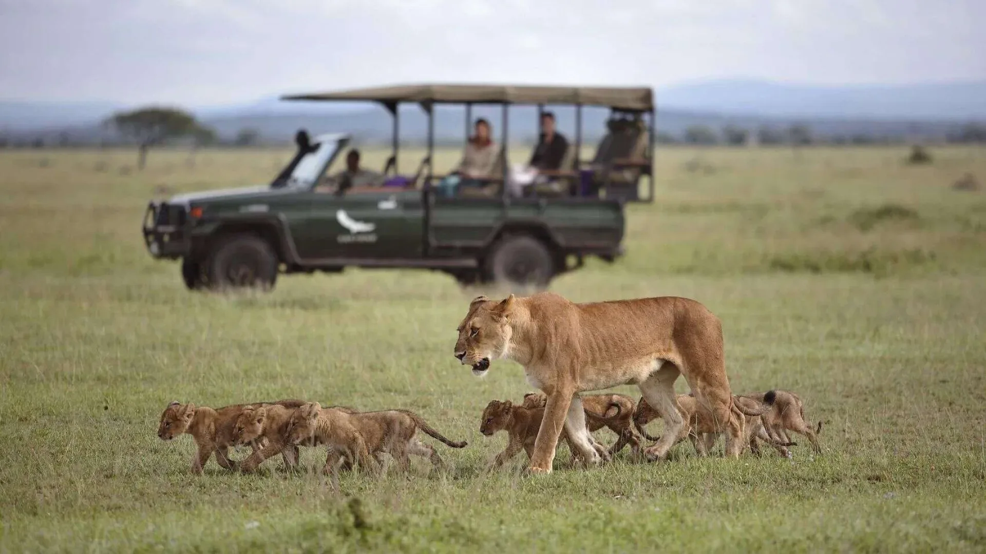 Tansania oder Uganda Safari?