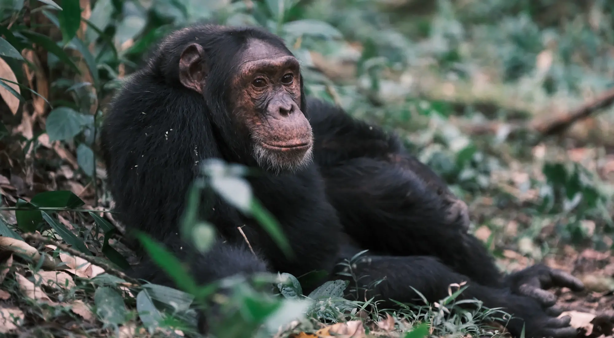 Trek chimpanzés Kibale : prix et permis