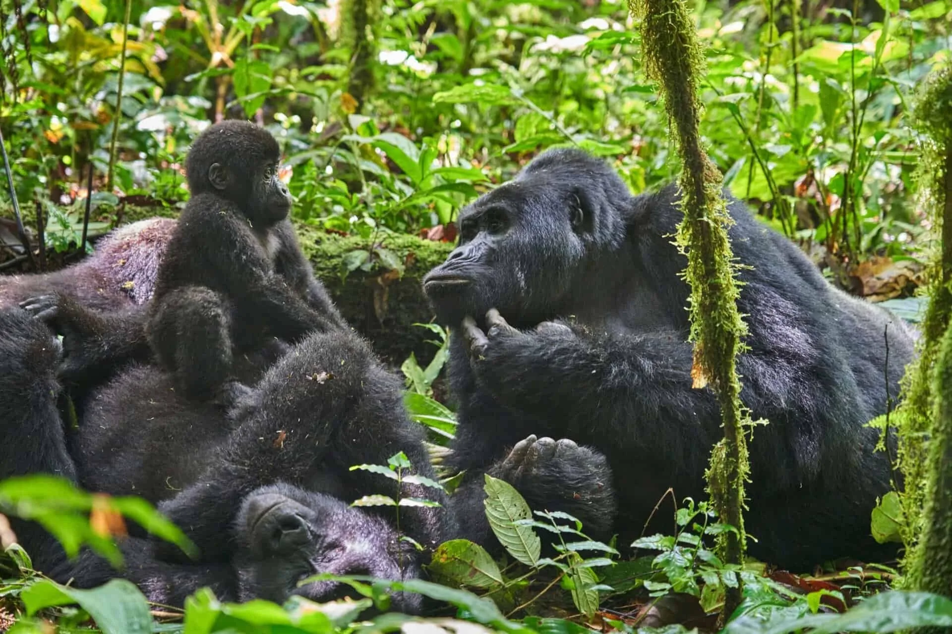 Trek Gorilles Ouganda en couple : conseils et organisation