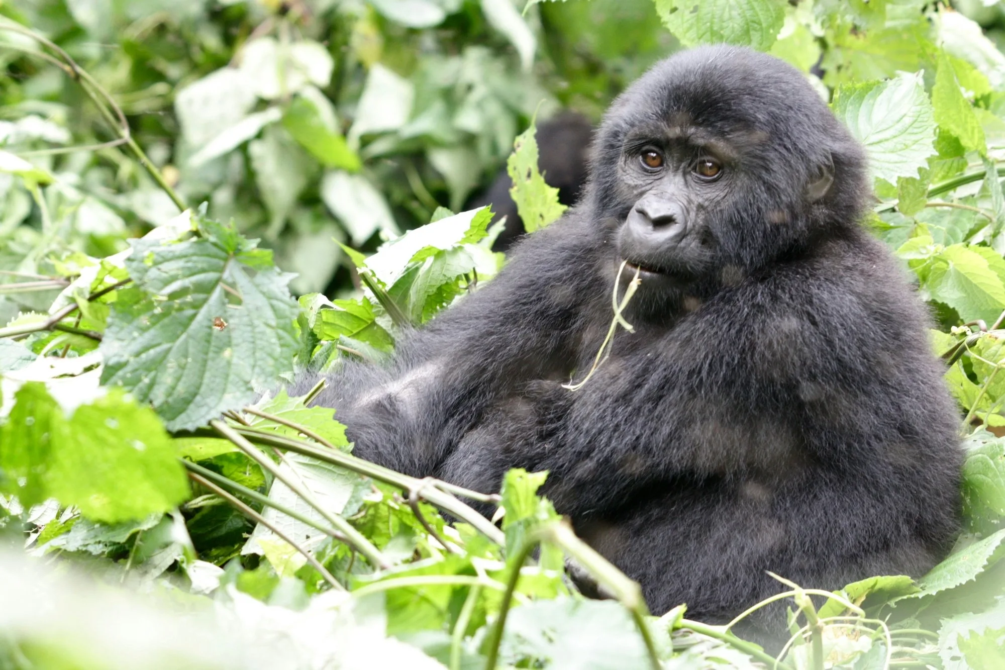 Trek gorilles Ouganda en février : météo et conditions