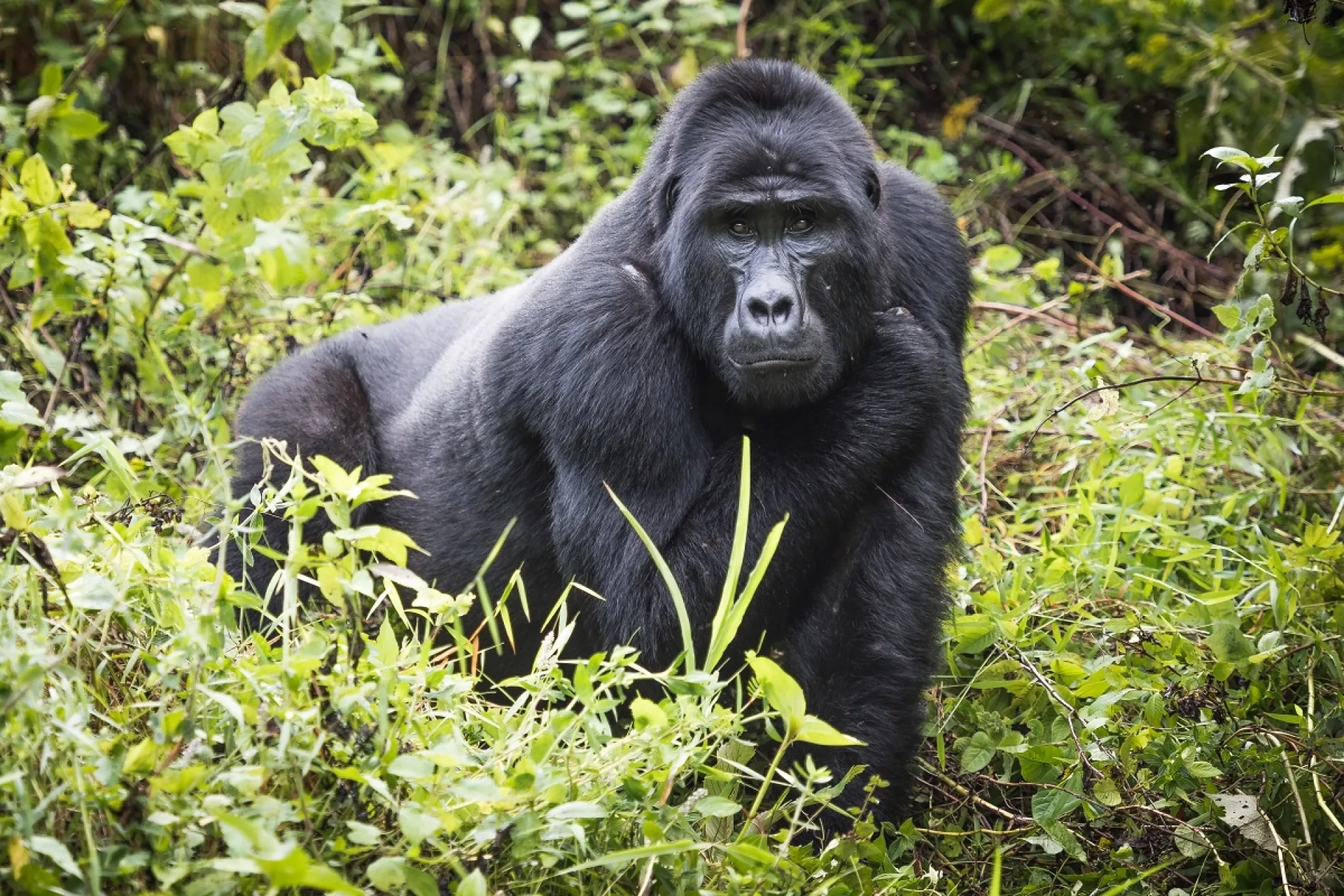 Trek Gorilles Ouganda guide francophone : conseils et organisation
