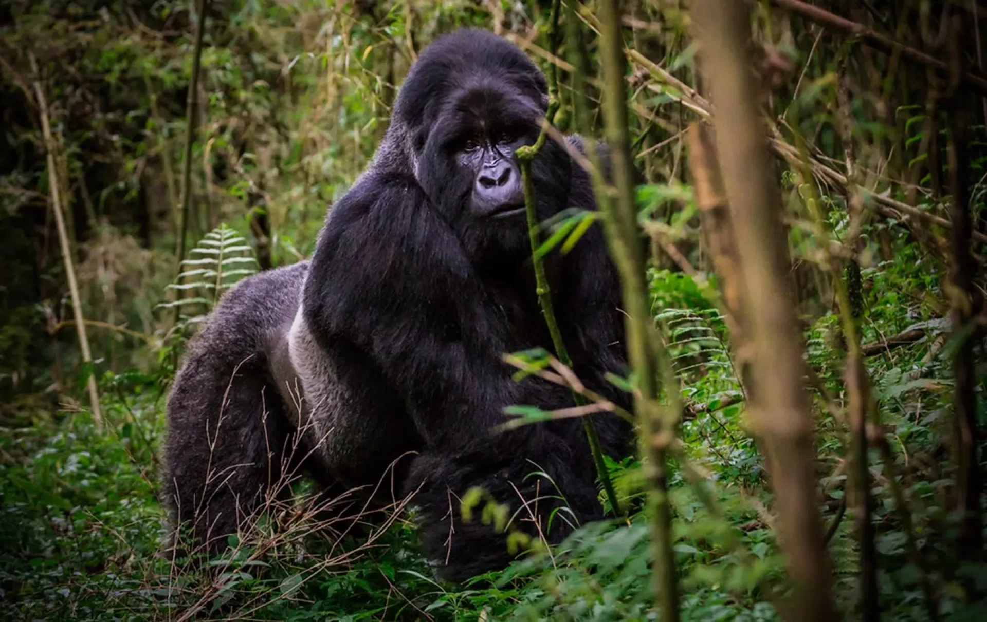 Trek Gorilles Ouganda meilleurs lodges : conseils et organisation