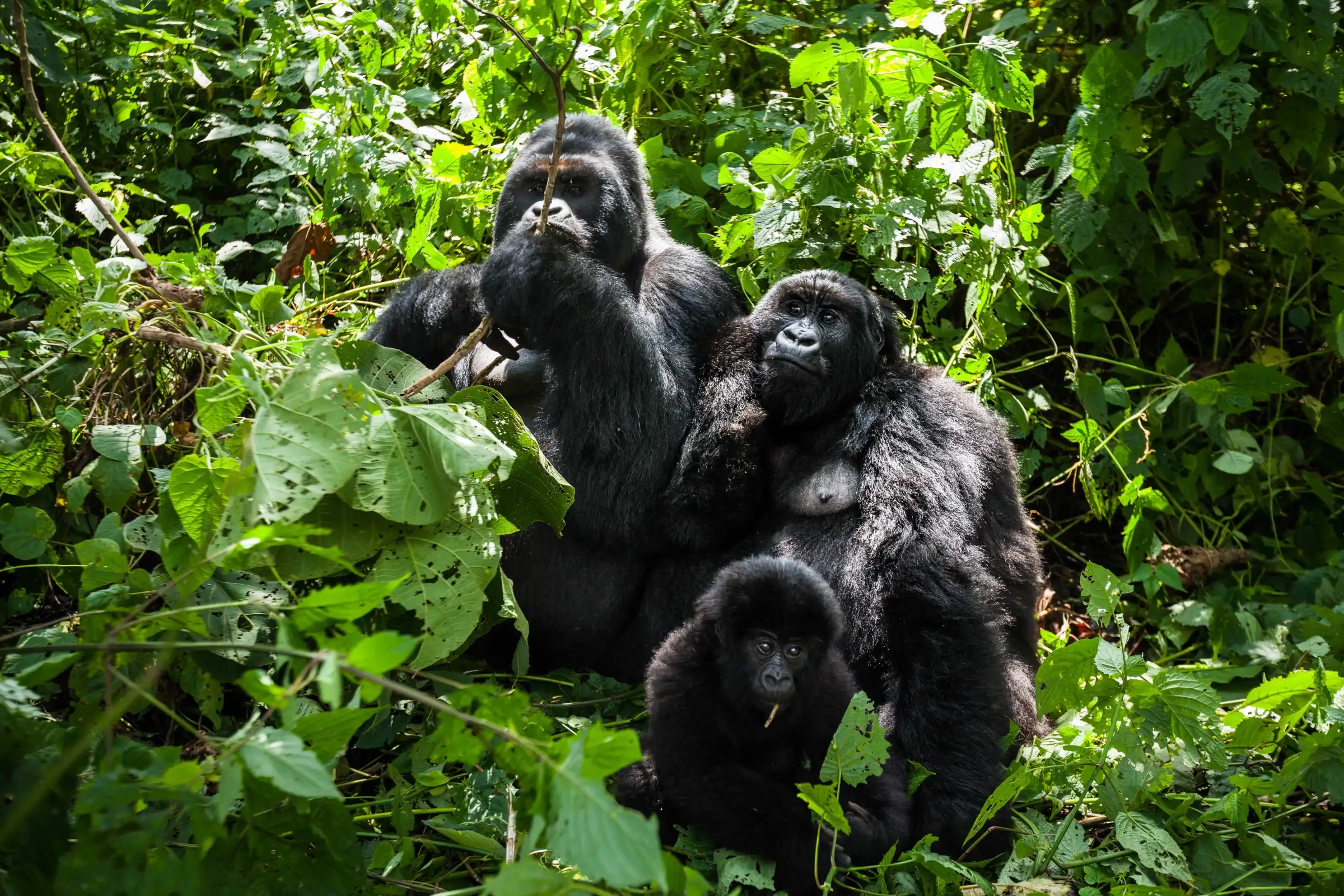 Trek Gorilles Ouganda Noël : conseils et organisation