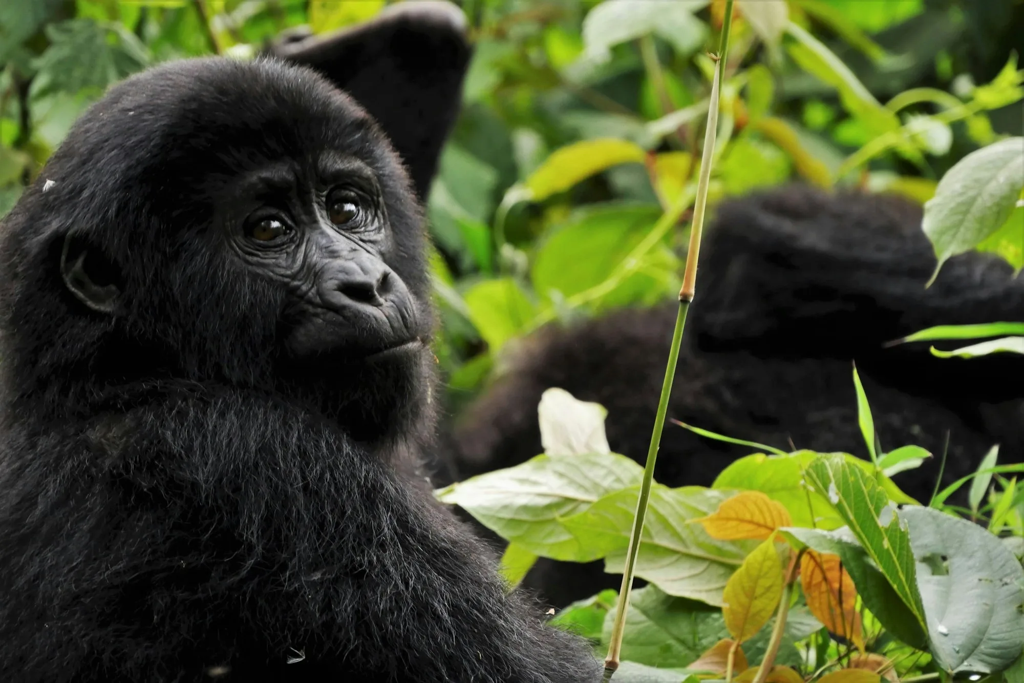 Trek Gorilles Ouganda pas cher : conseils et organisation