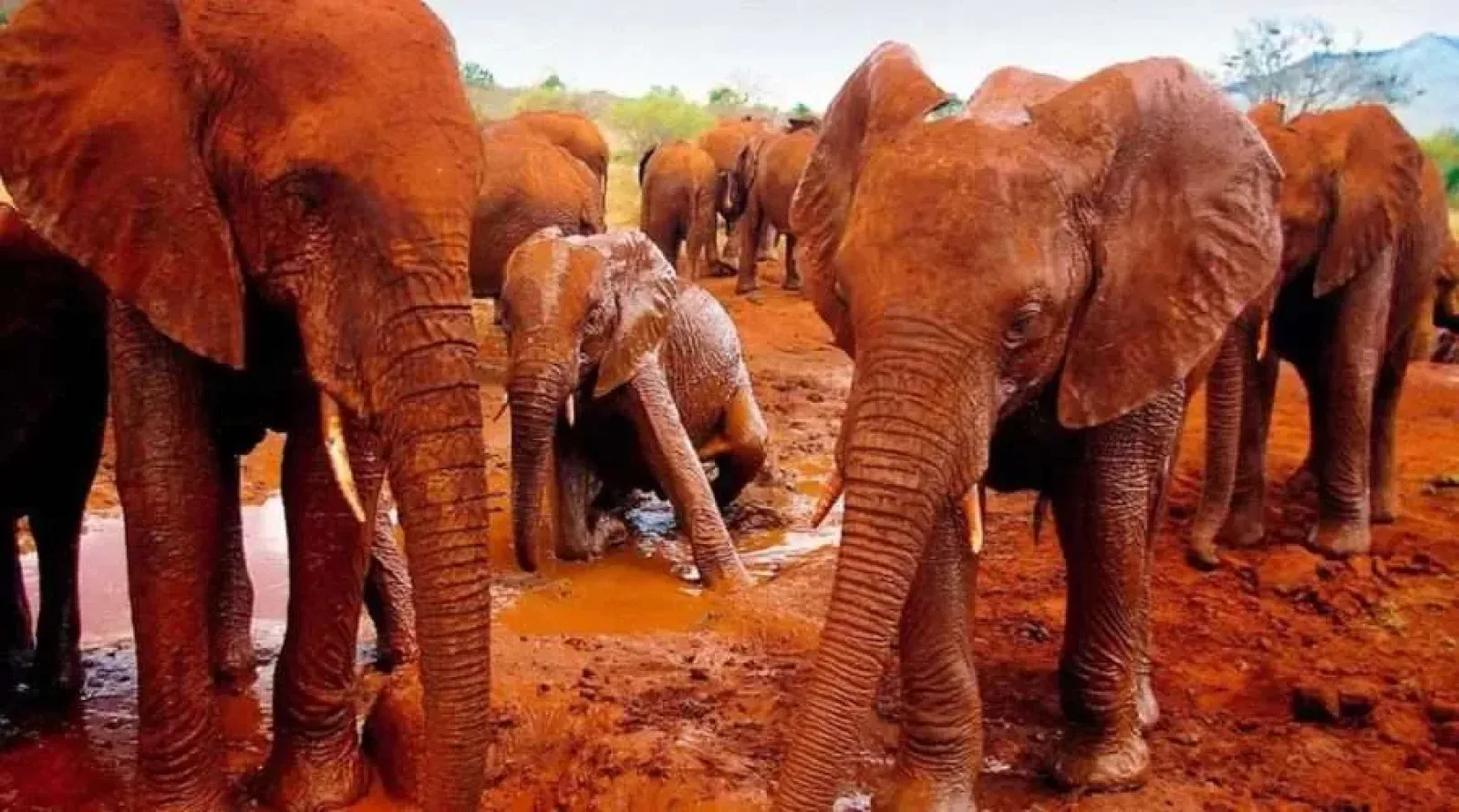 Tsavo East im Juli