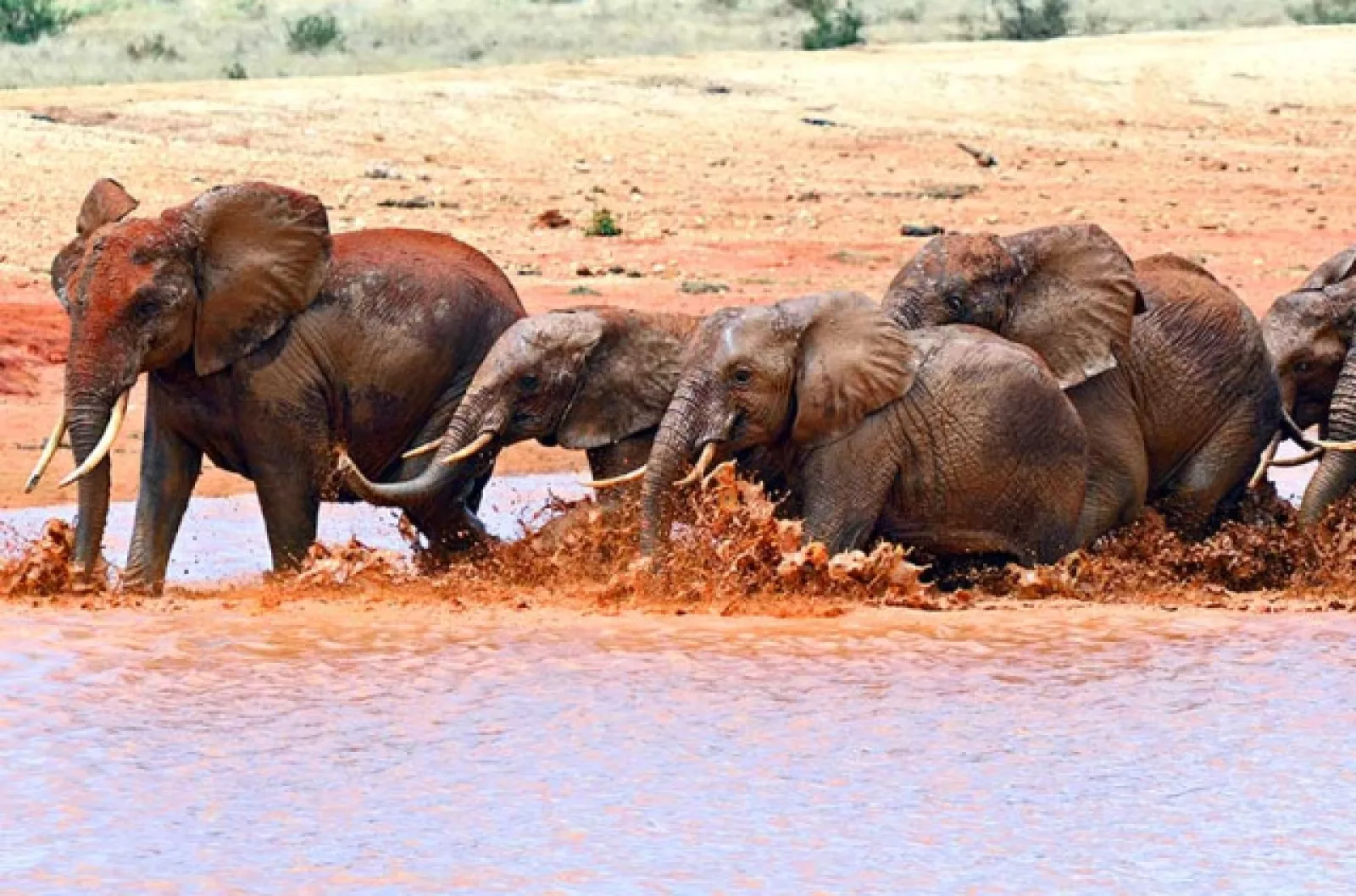 Tsavo Est en janvier et février