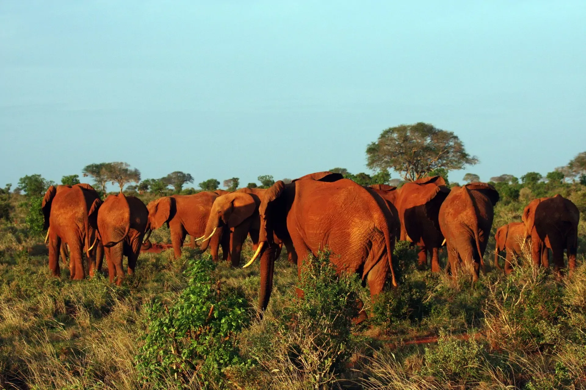 Tsavo im Oktober