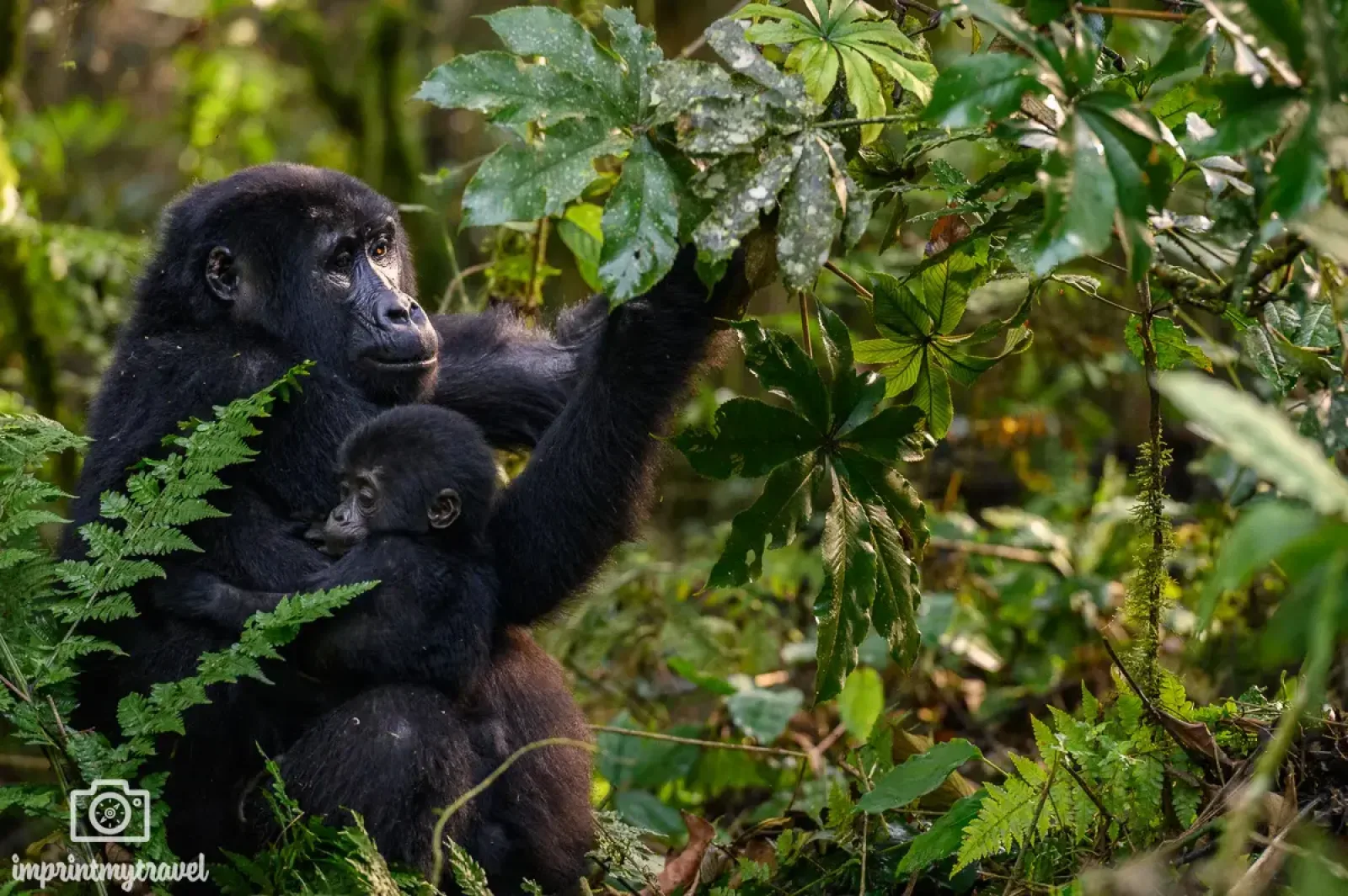 Vorteile von Gorilla Trekking im März