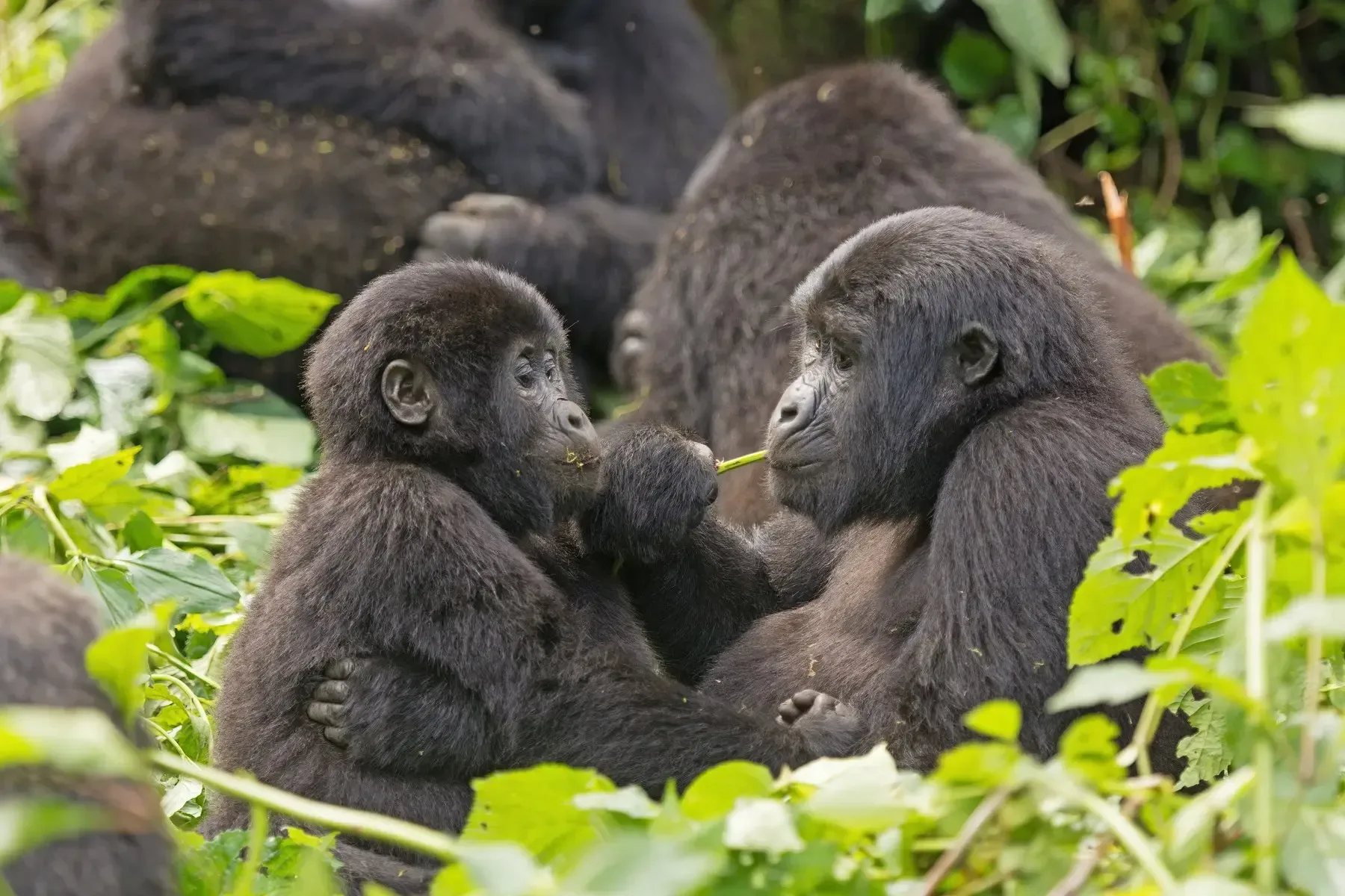 Was sollte man für Gorilla Trekking und Sansibar einpacken