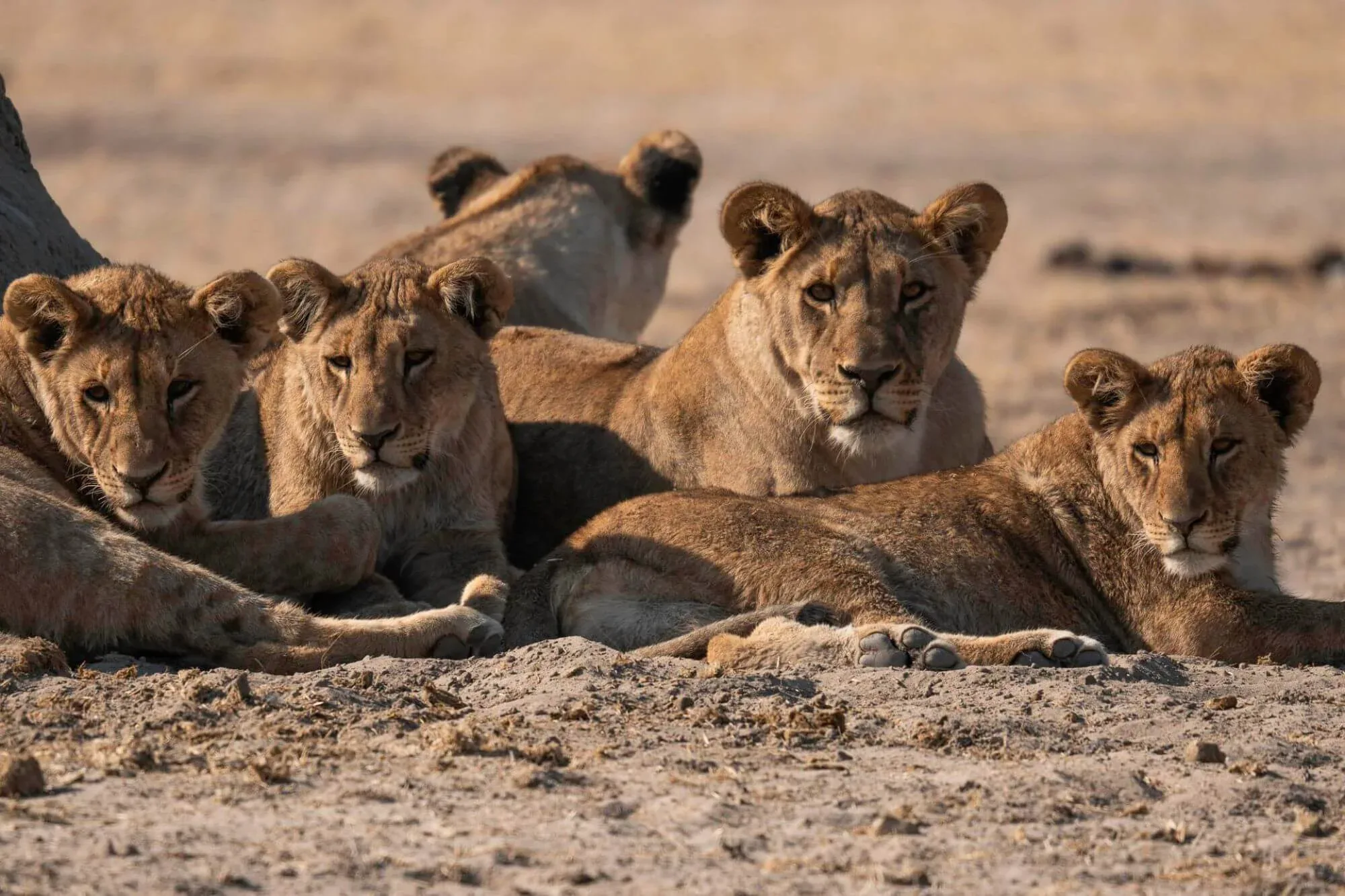 Welche Tiere sieht man neben Löwen