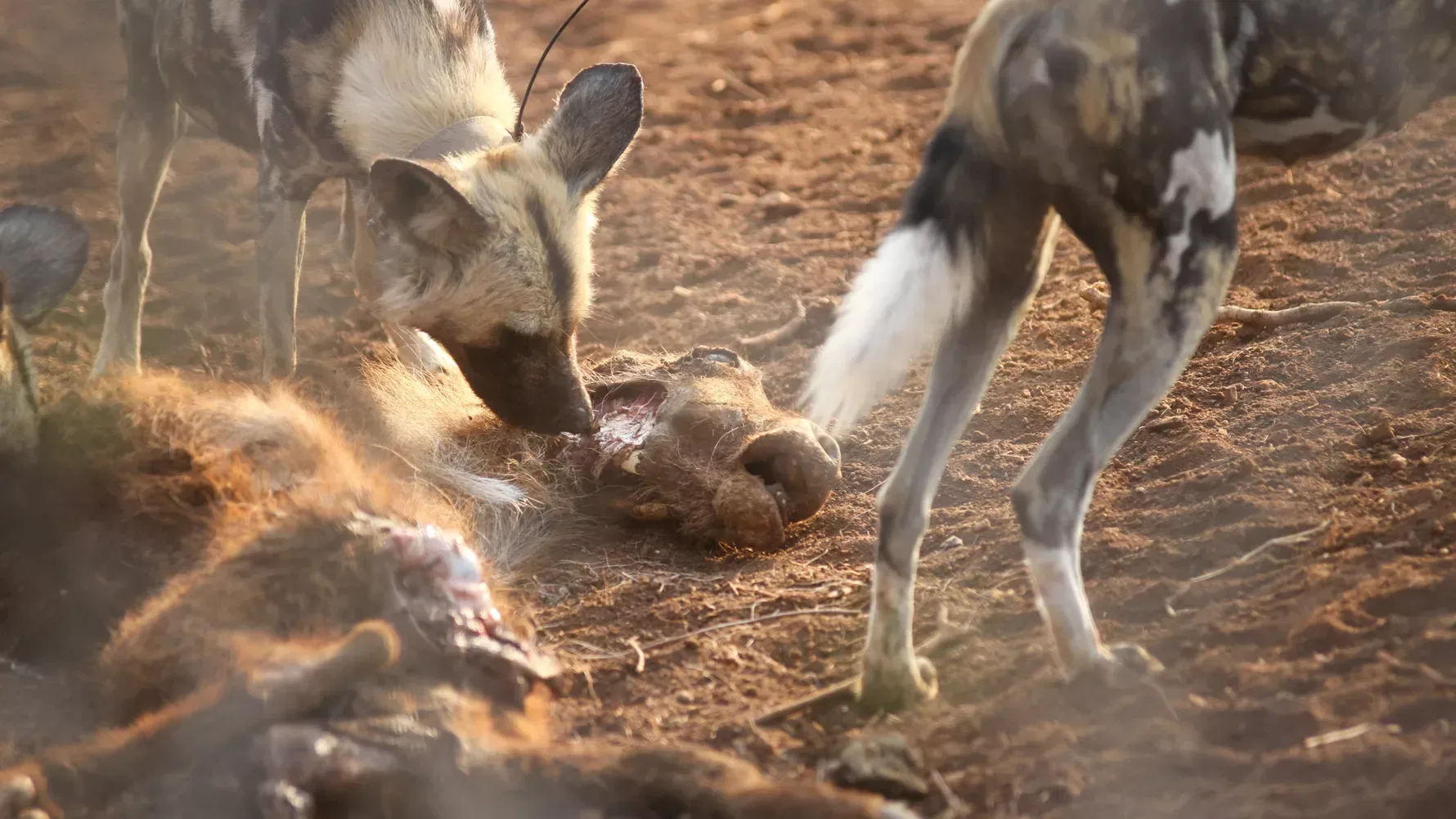 Wie jagen Afrikanische Wildhunde