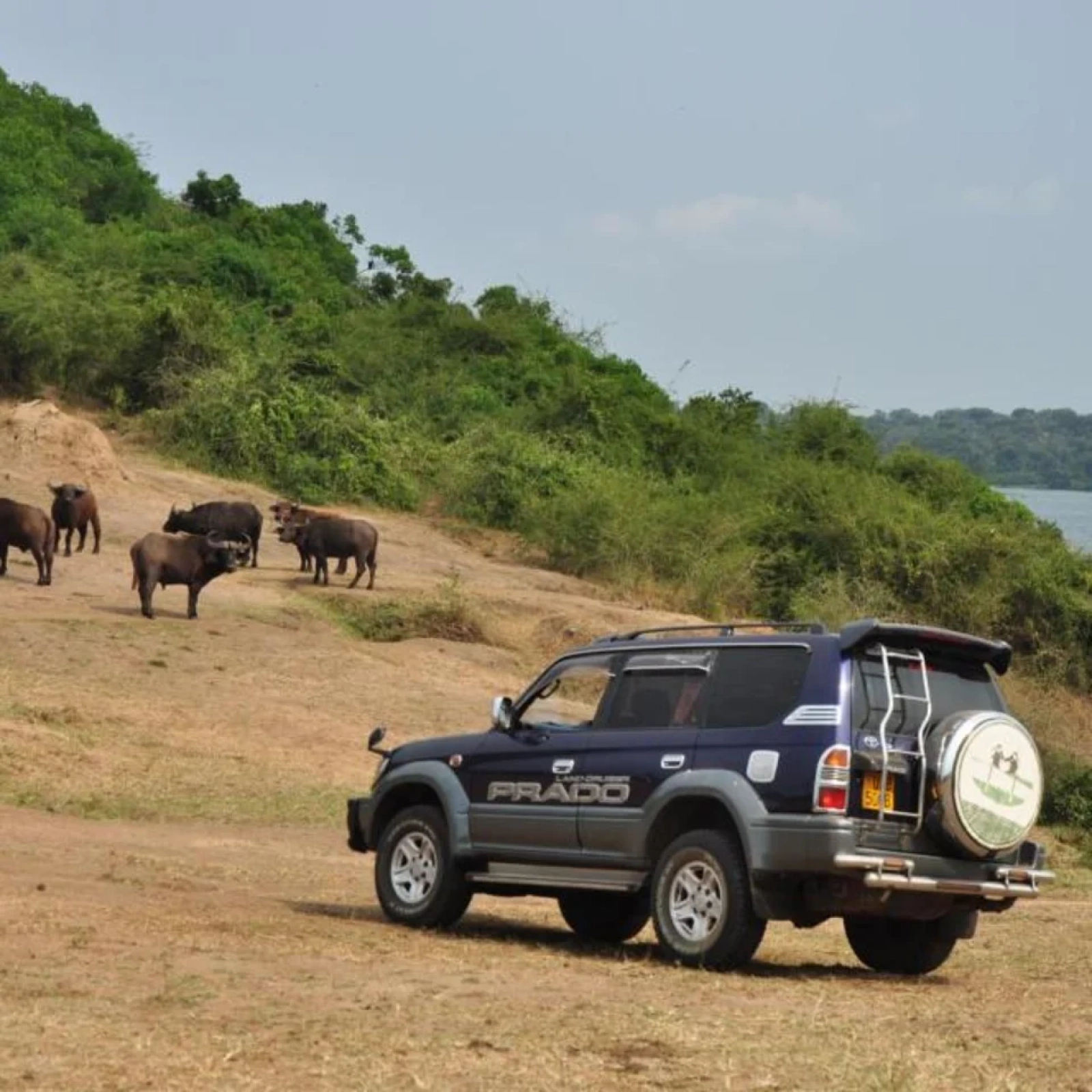 Wie wichtig ist ein privates Safarifahrzeug