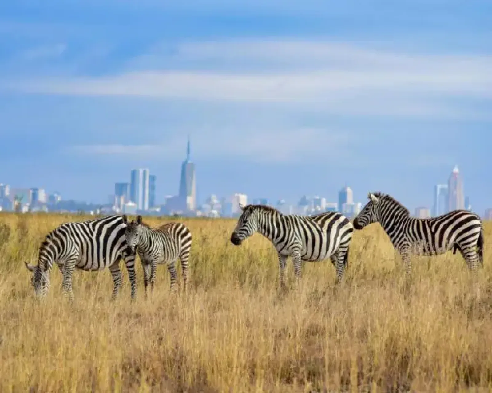 Wildebeest migration in Masai Mara