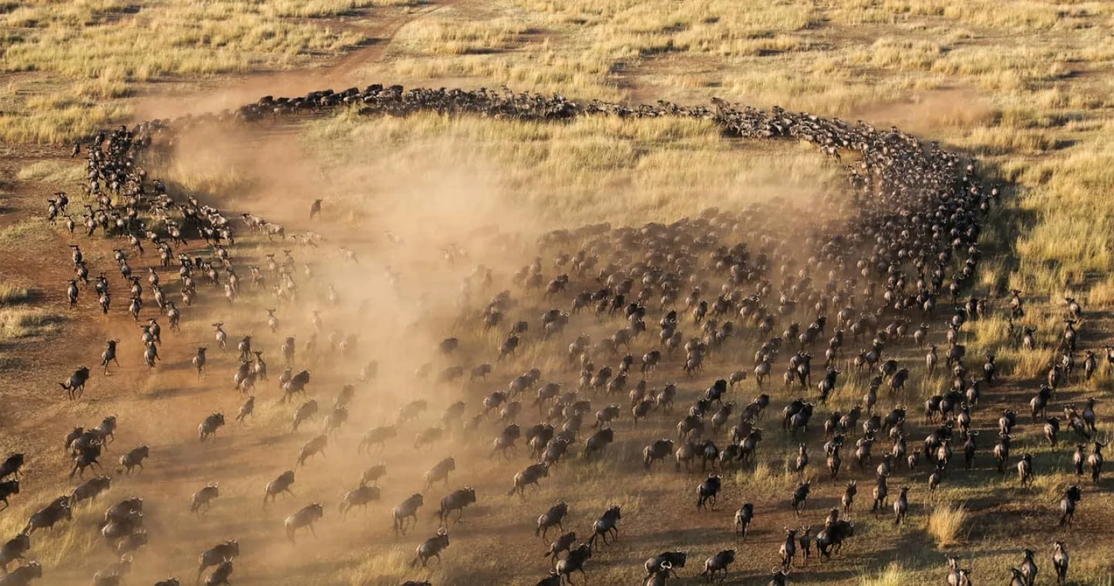 Wildebeest migration in Masai Mara