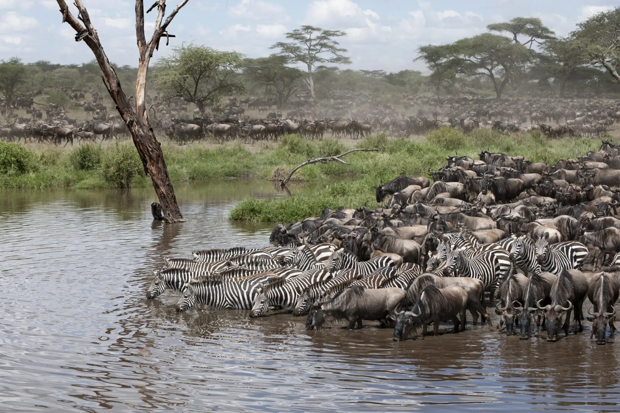 Wildebeest migration in Serengeti