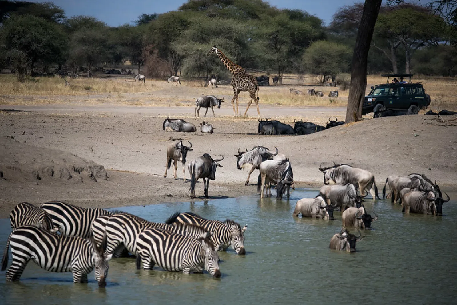 Wildebeest migration in Serengeti