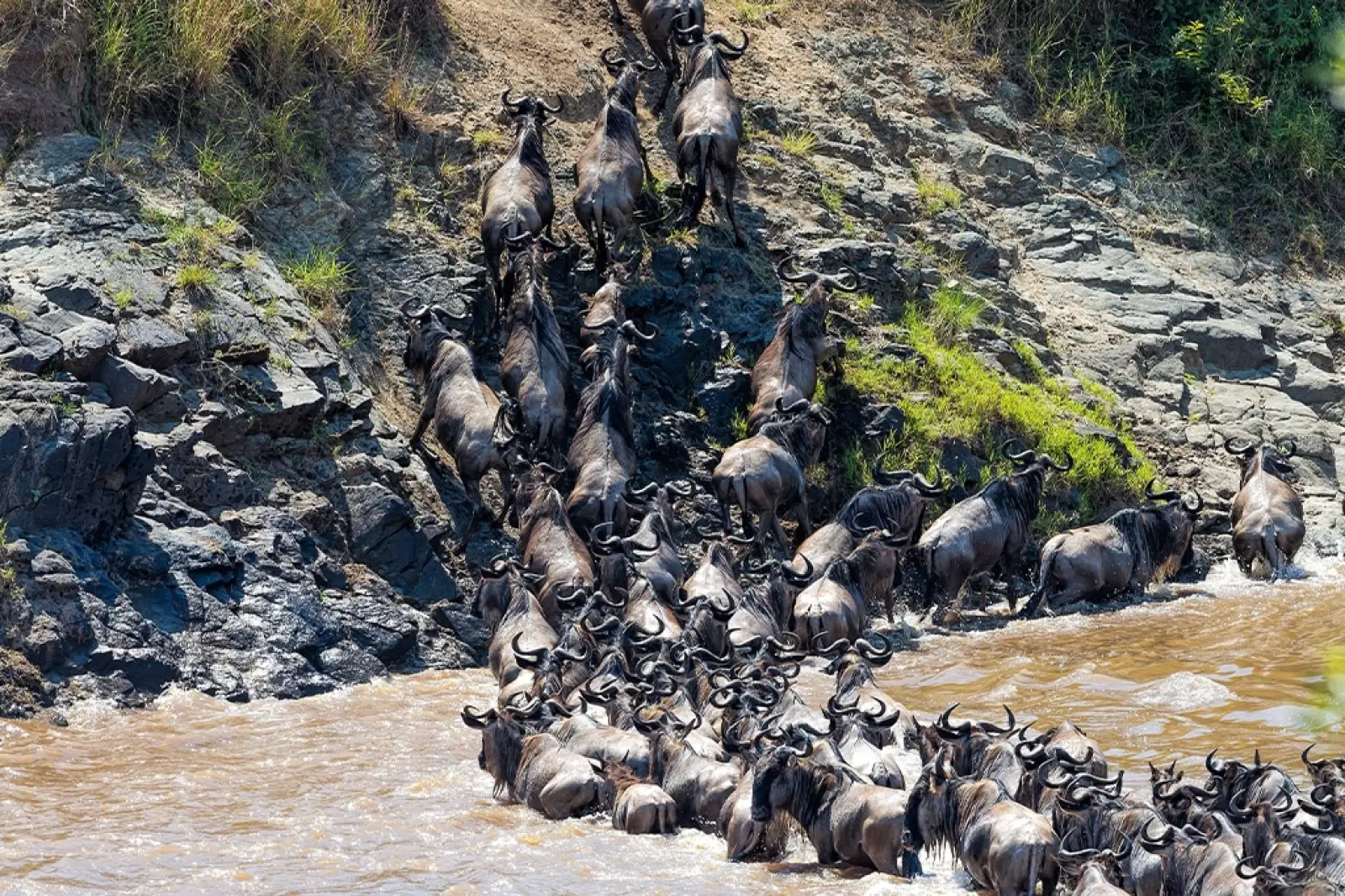 Wildebeest migration in Serengeti