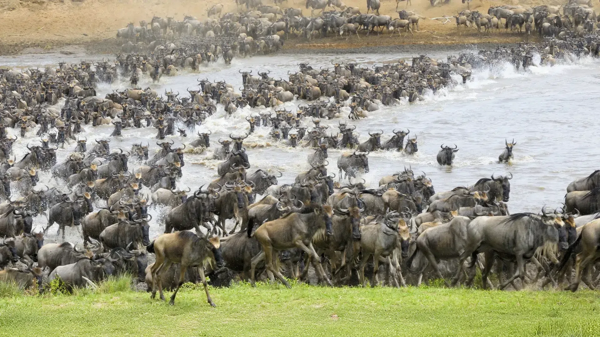 Wildebeest migration in Serengeti