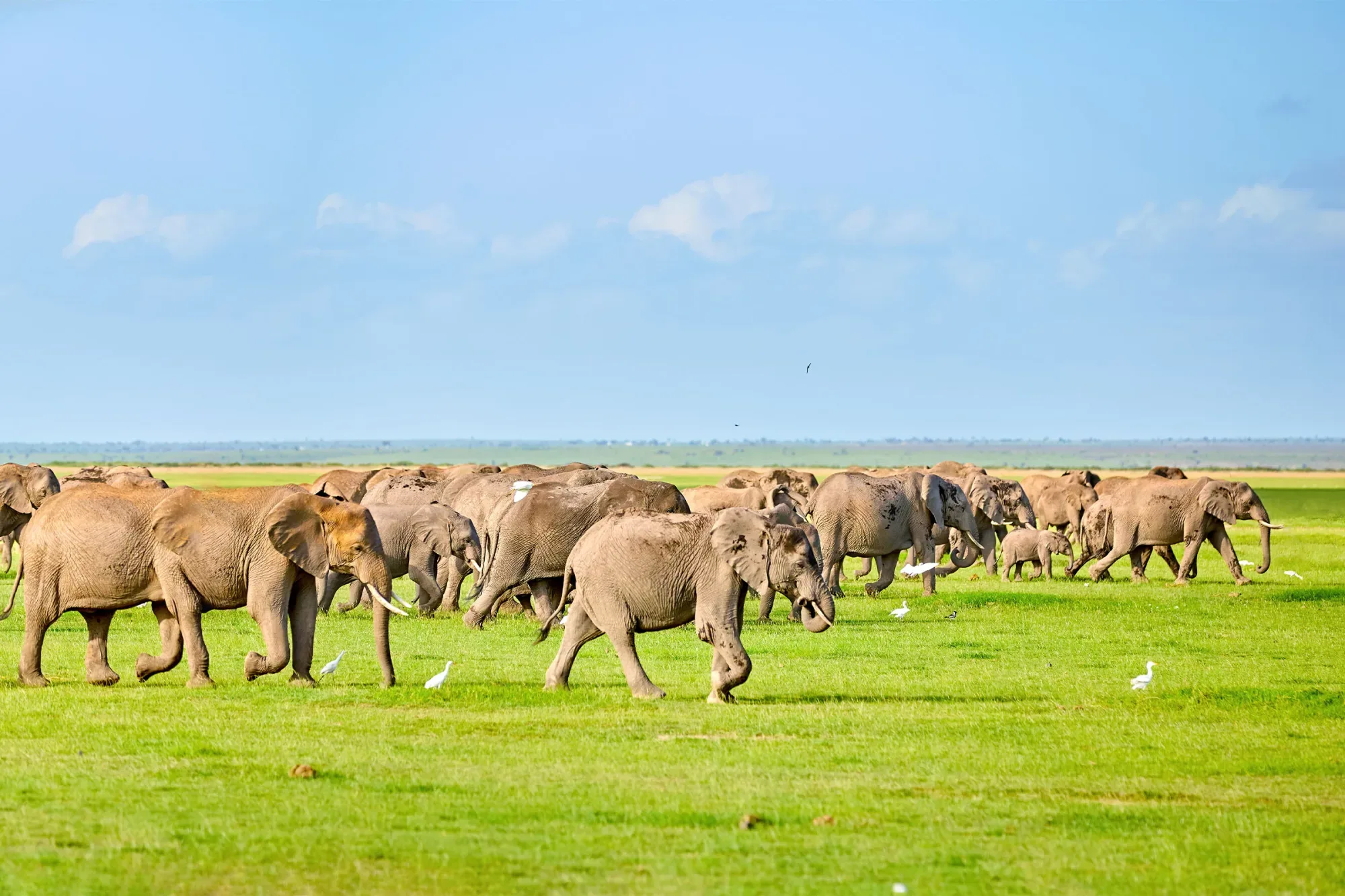 Wildebeest migration in Uganda