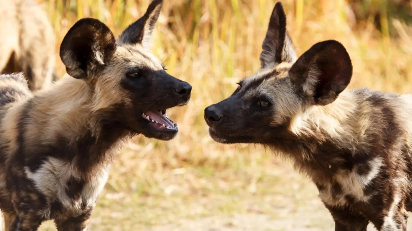 Wildhunde fotografieren
