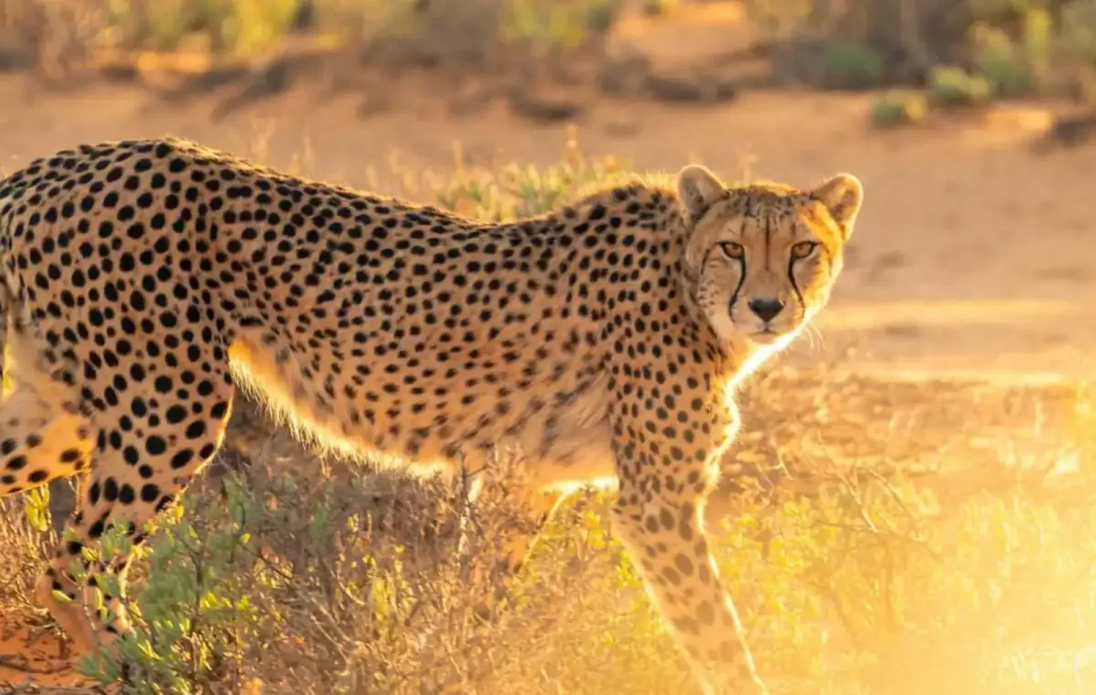 Wildlife in Masai Mara