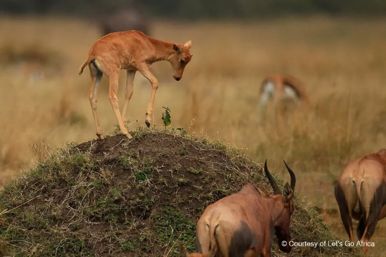 Wildlife in Serengeti