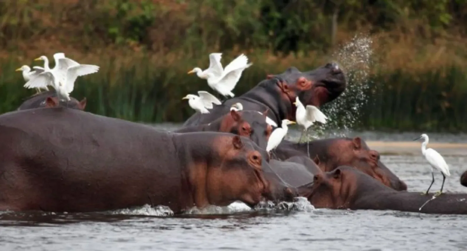 Wildlife in Uganda