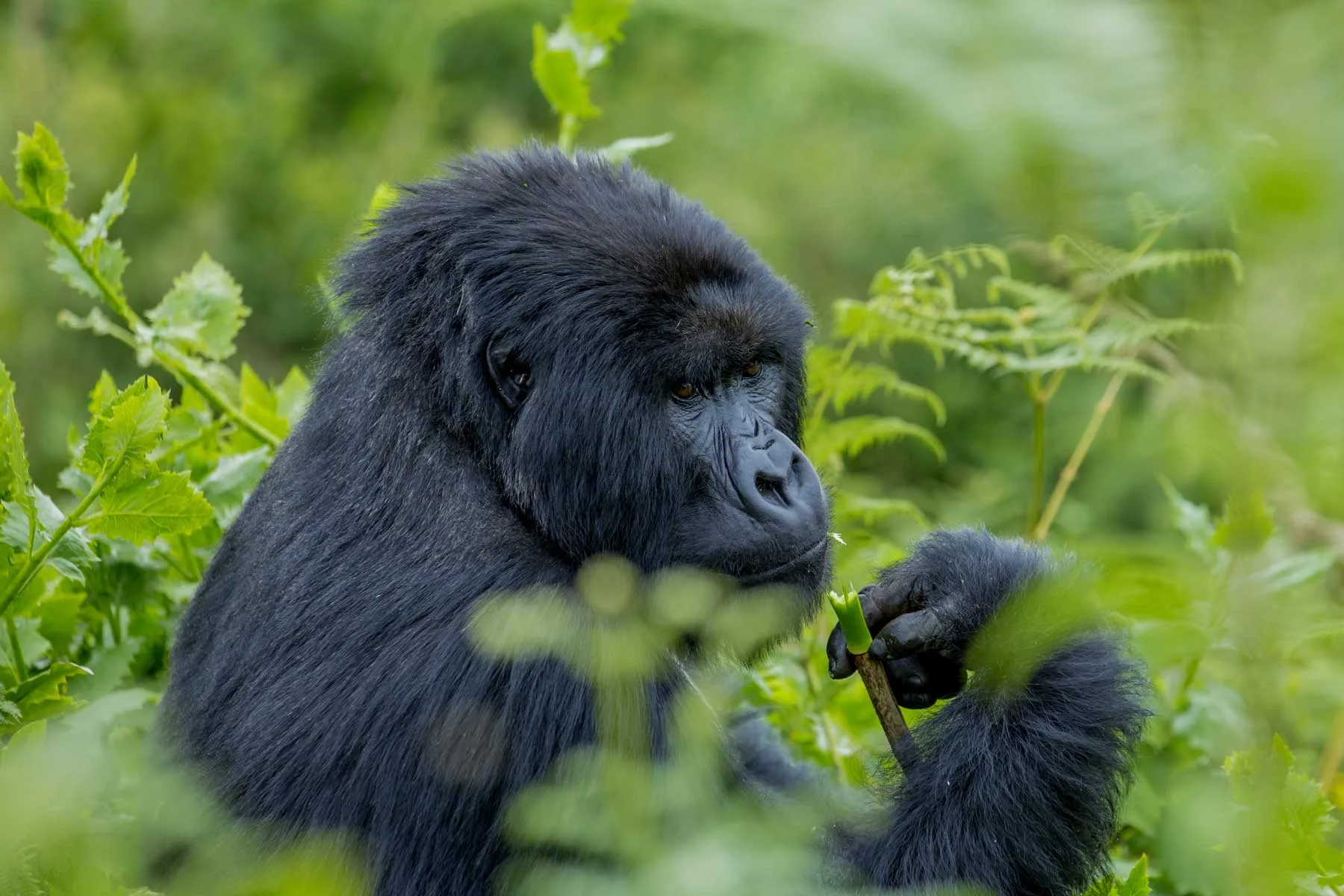 Wildlife in Uganda
