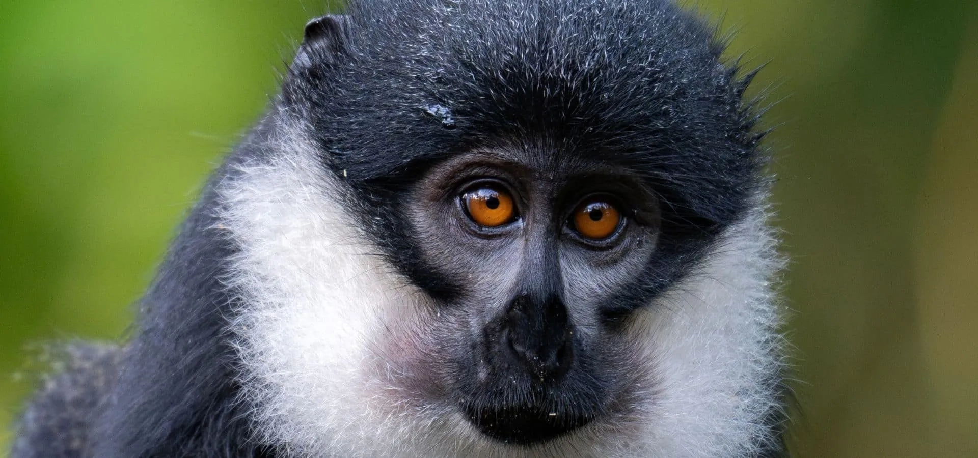 Wildlife in Uganda