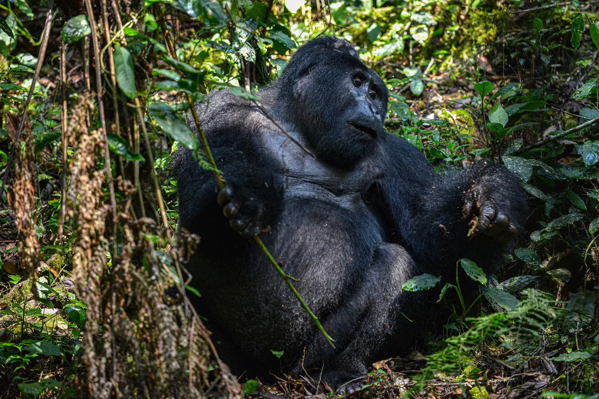 Wildlife in Uganda